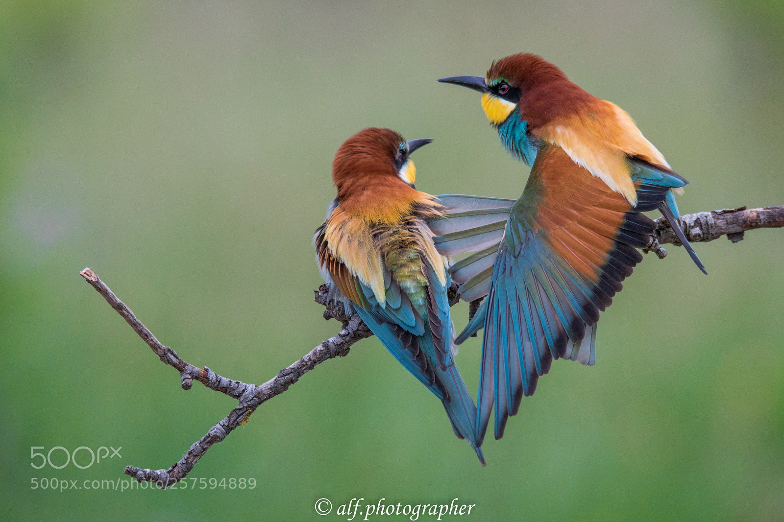 Nikon D500 sample photo. Bee-eater photography