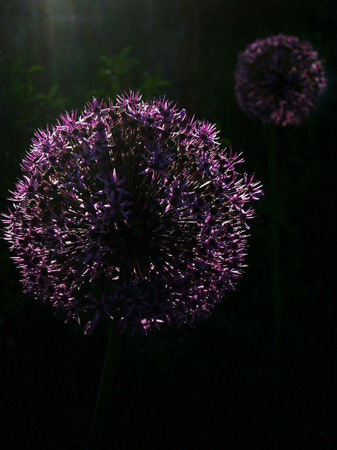 Canon PowerShot A3000 IS sample photo. Allium gladiator photography