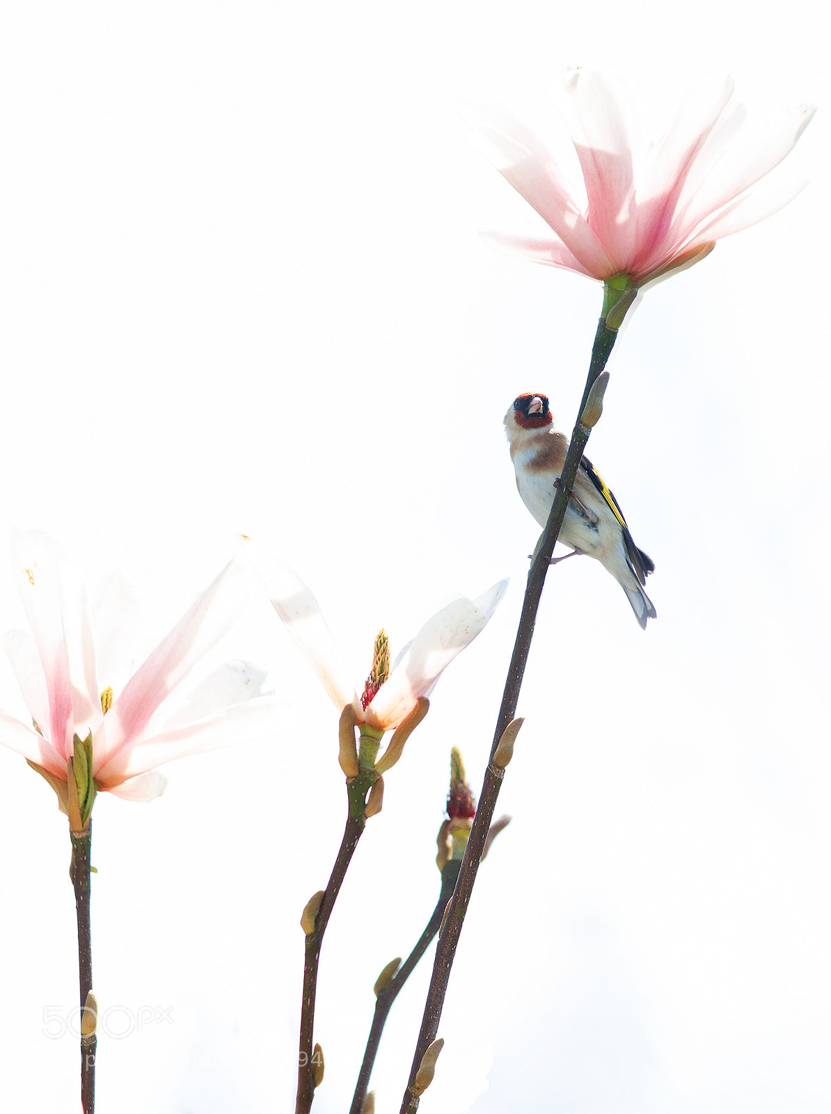 Canon EOS 50D sample photo. Goldfinch photography