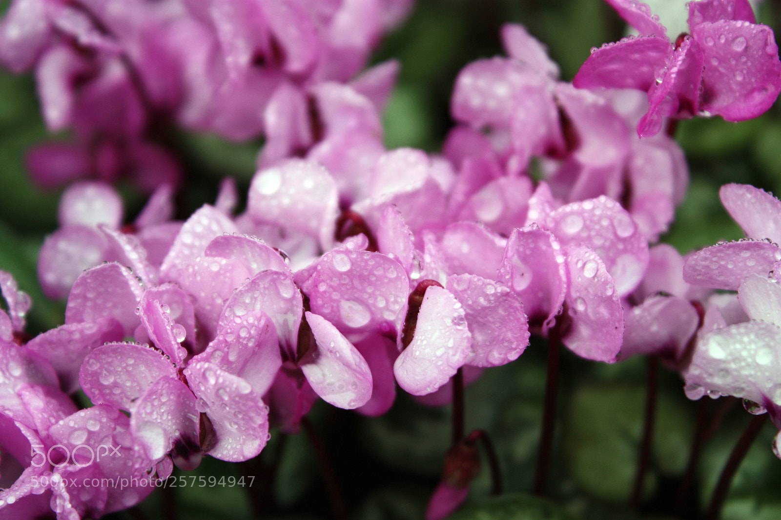 Canon EOS 450D (EOS Rebel XSi / EOS Kiss X2) sample photo. Cyclamen photography