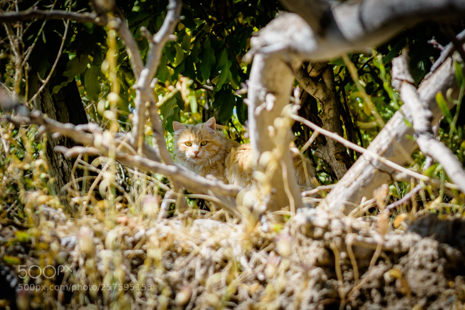 Nikon D3300 sample photo. Cat of our village... photography