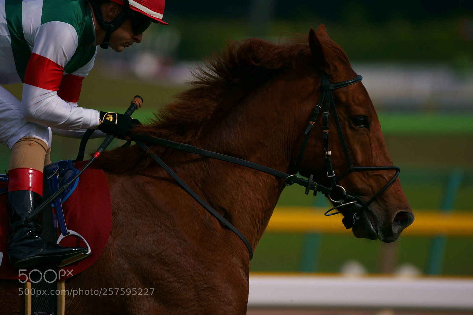Sony a9 sample photo. Race horse photography
