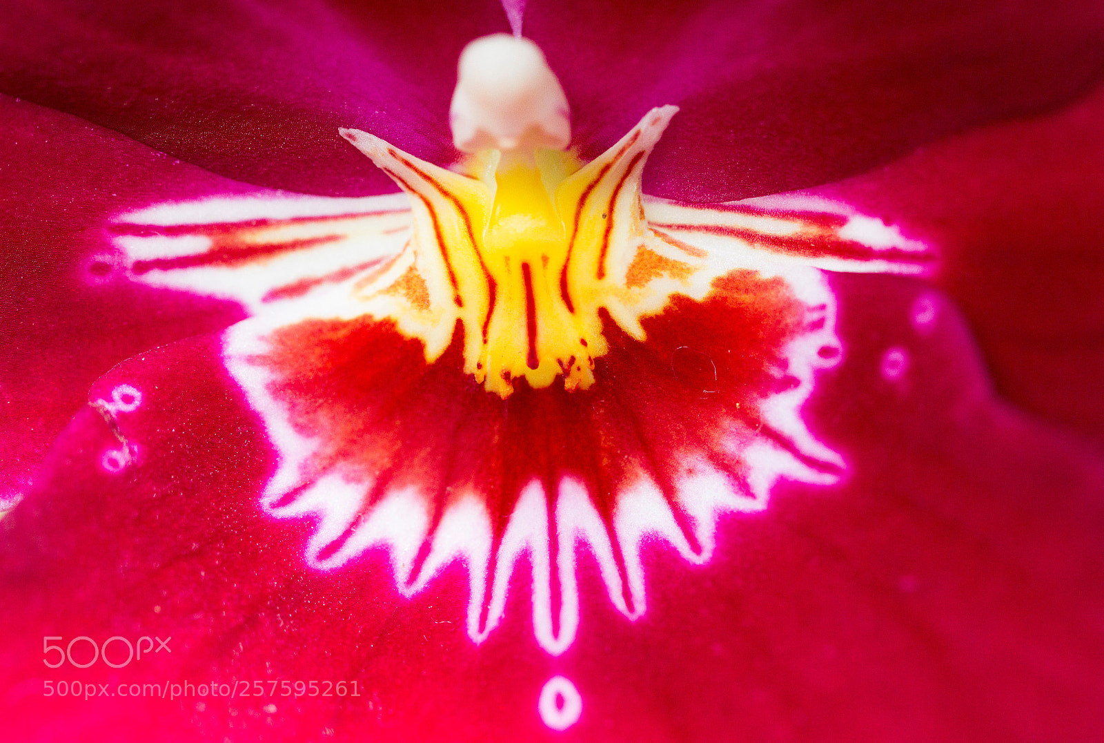 Canon EOS 7D sample photo. Orchids photography