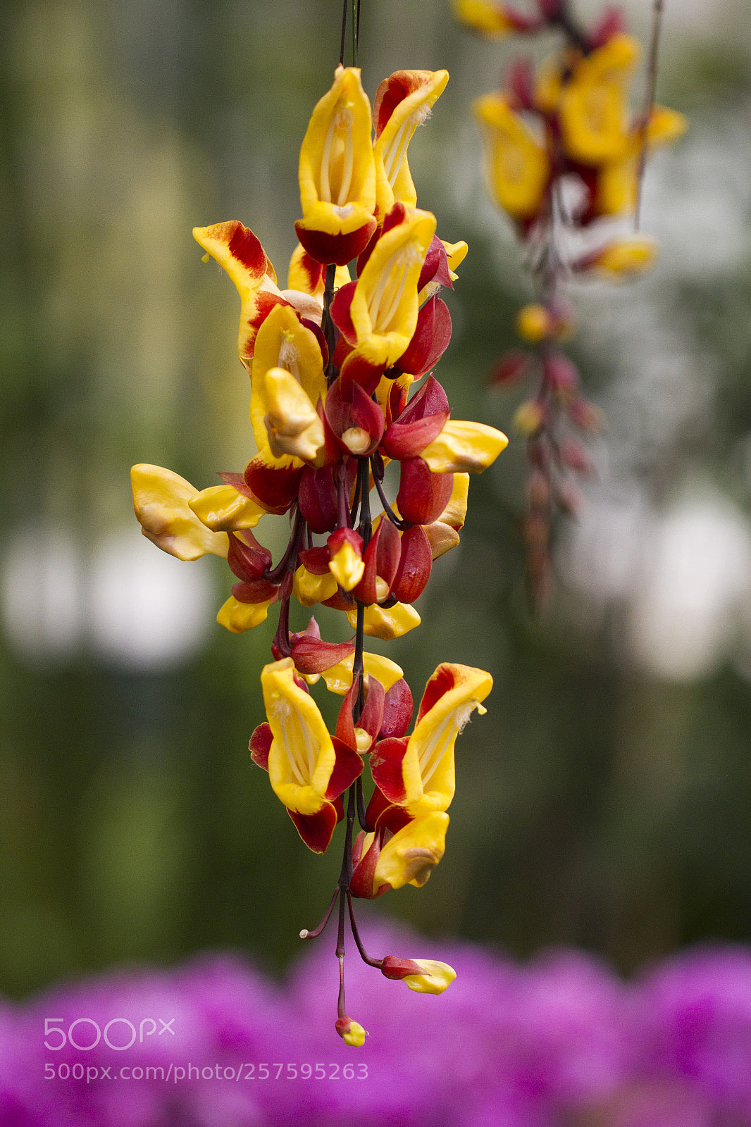 Canon EOS 7D sample photo. Orchids photography