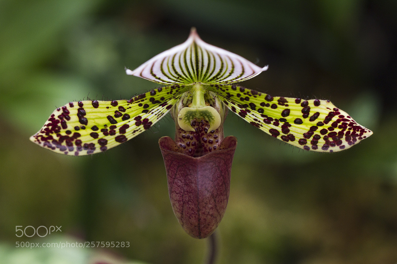 Canon EOS 7D sample photo. Orchids photography