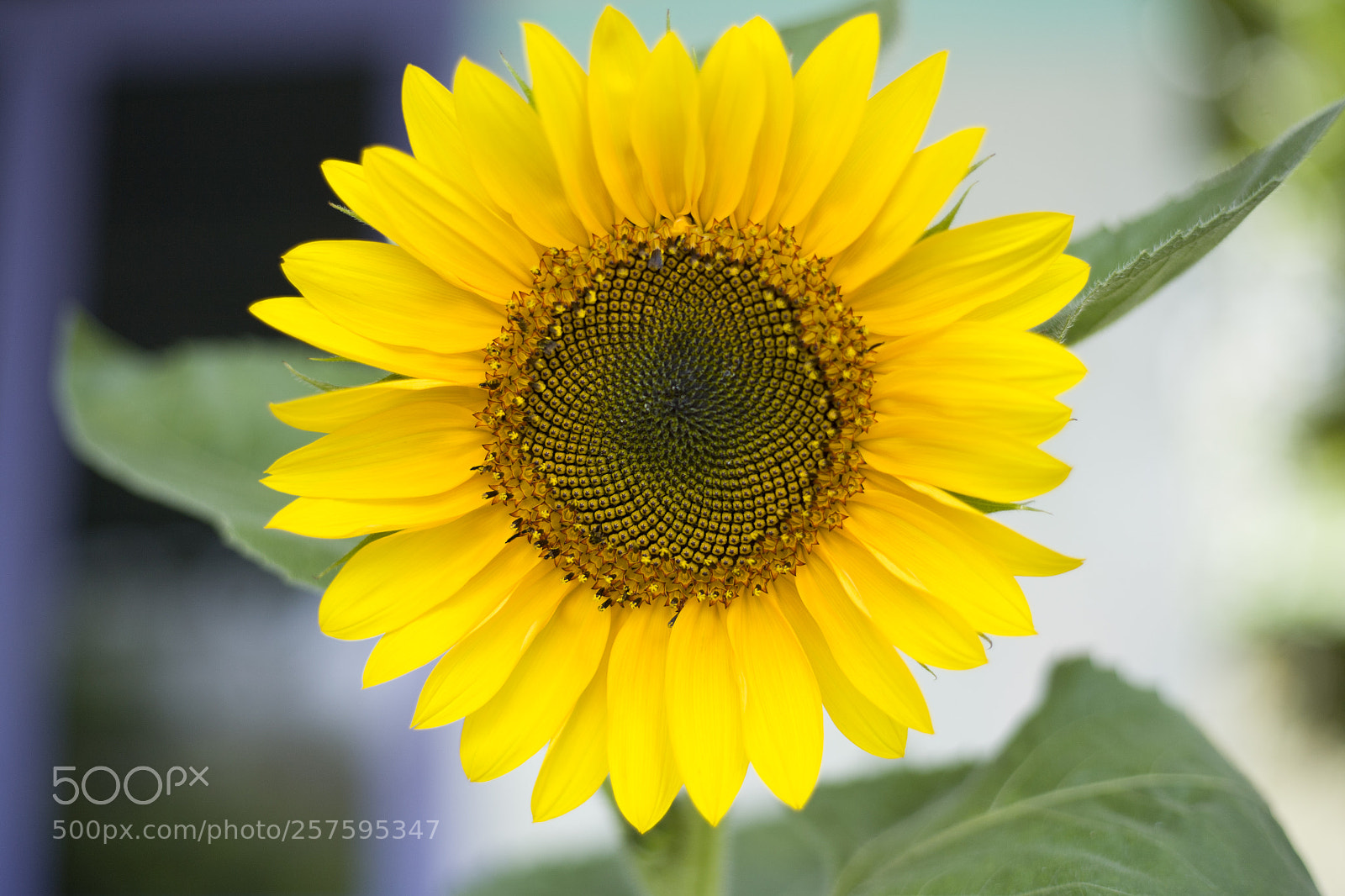 Canon EOS 5D sample photo. Untitled photography