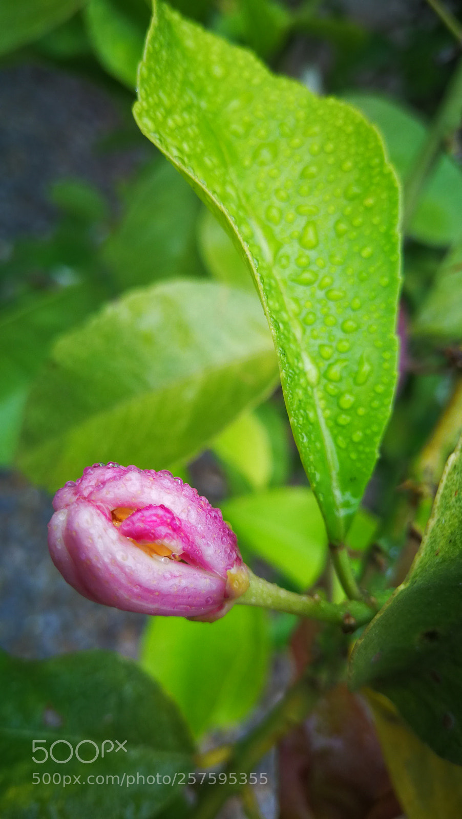 HUAWEI Mate 9 sample photo. Untitled photography