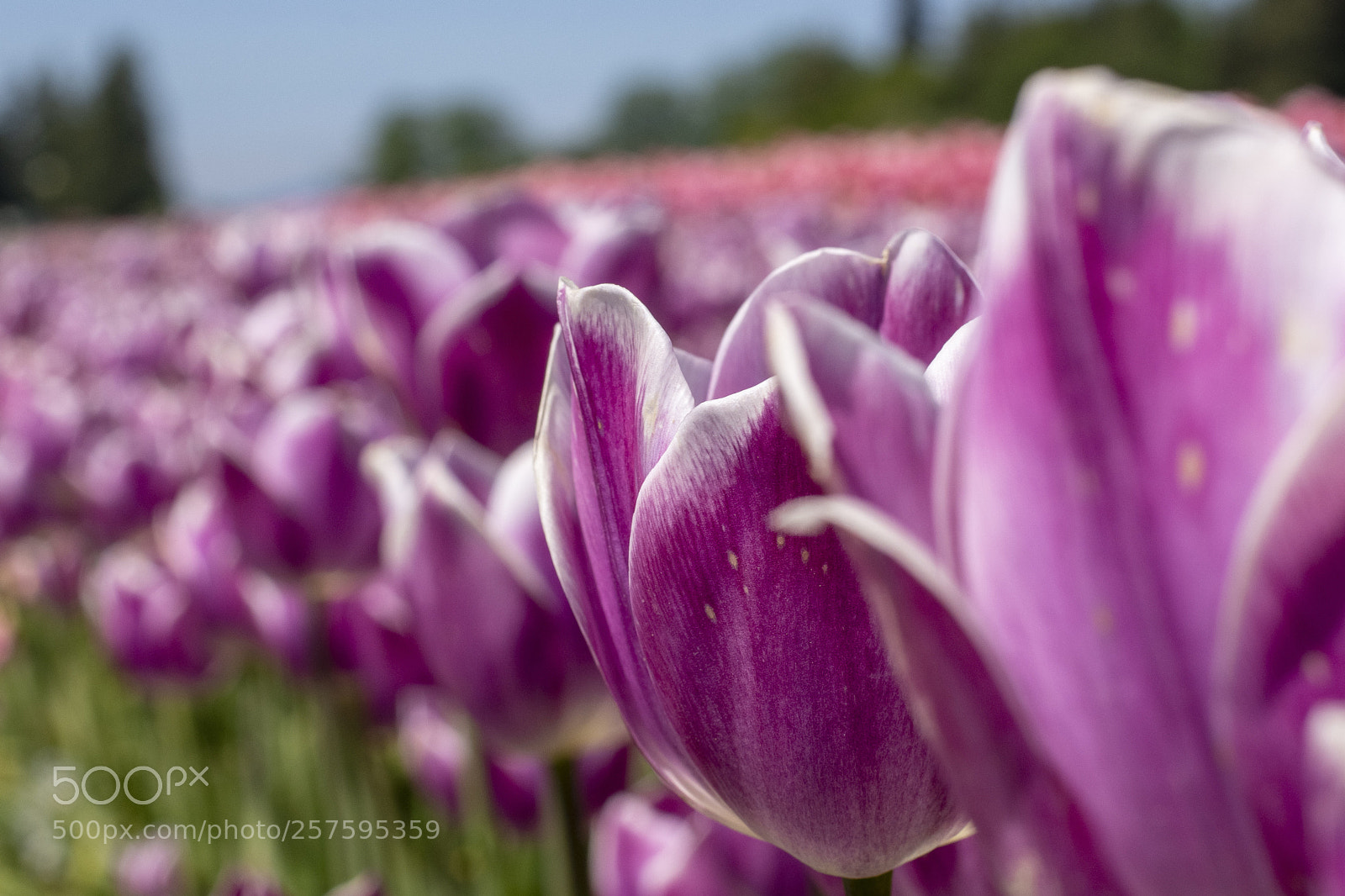 Nikon D7200 sample photo. Tulip farms photography