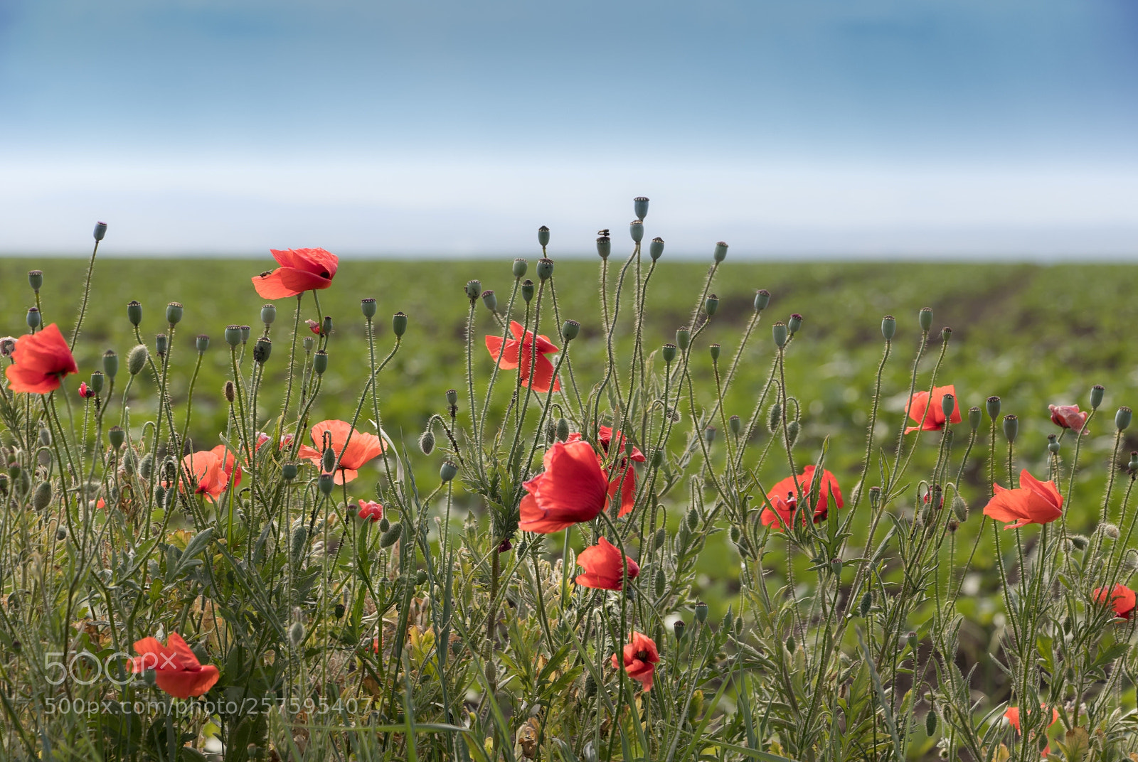 Canon EOS 77D (EOS 9000D / EOS 770D) sample photo. Field of poppies photography