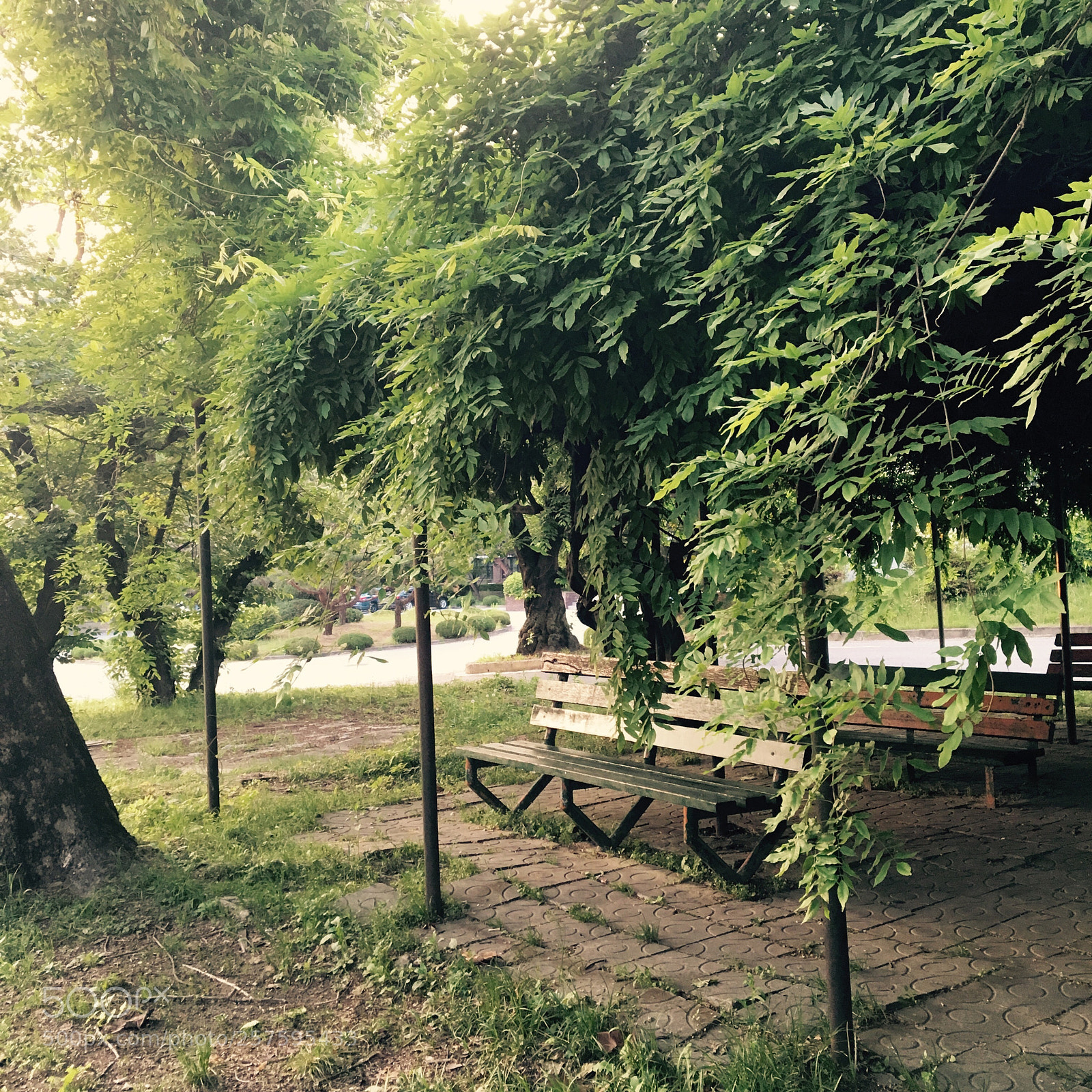 Apple iPhone 6s sample photo. Benches and forest photography
