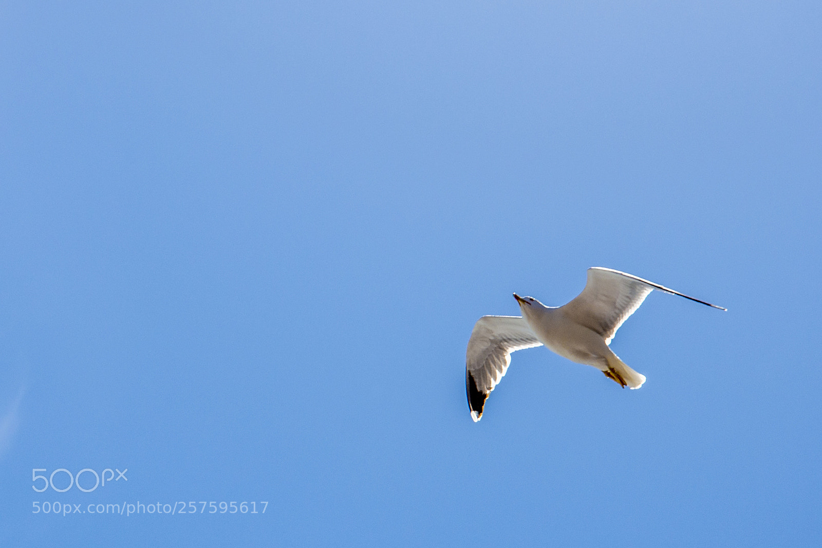 Nikon D7200 sample photo. Seagull photography