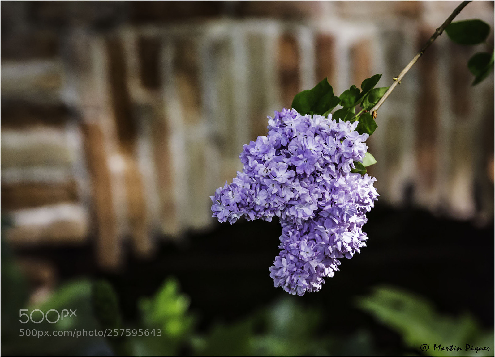 Canon EOS 6D sample photo. Flower jardin capricho photography