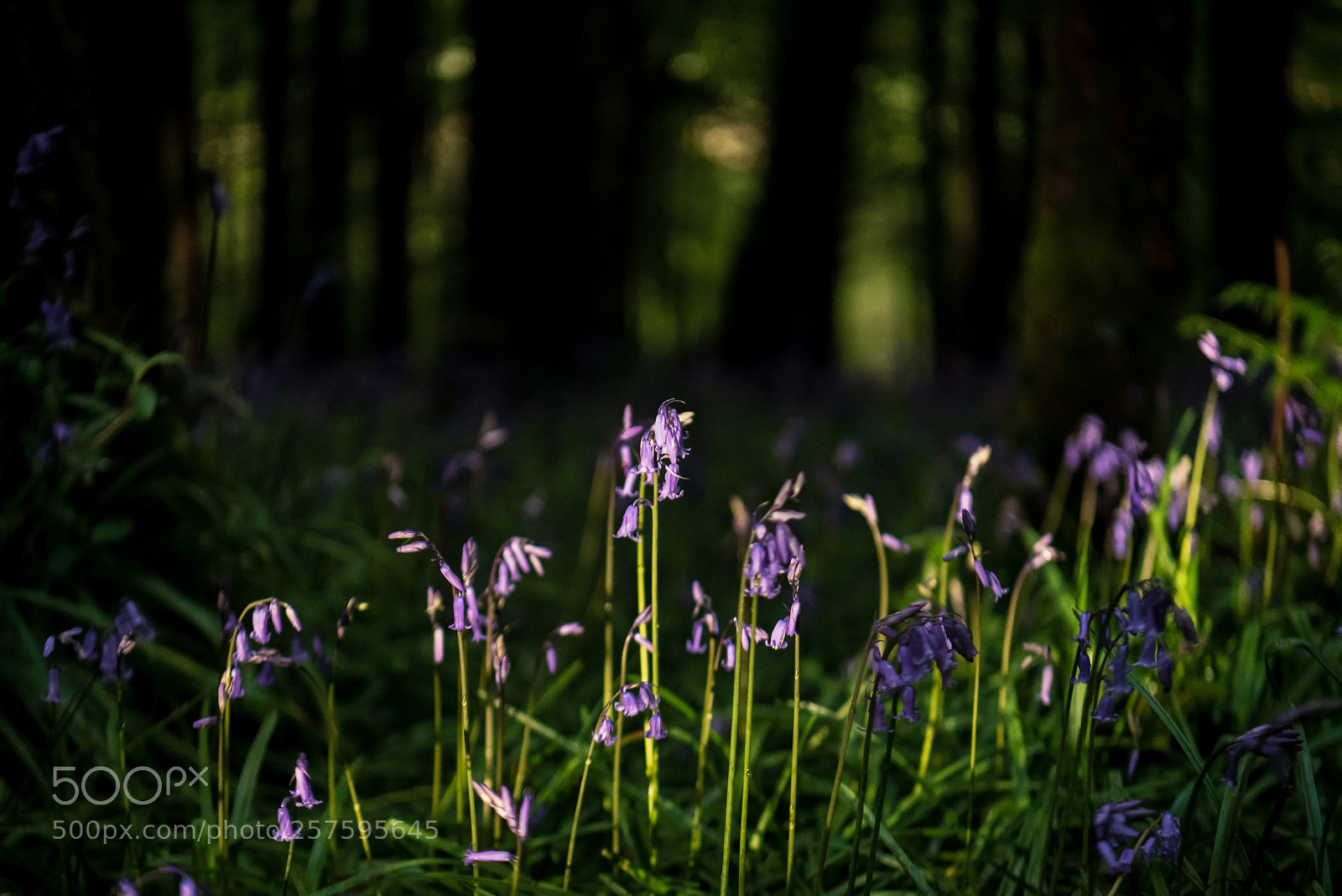 Nikon D750 sample photo. Bluebells photography