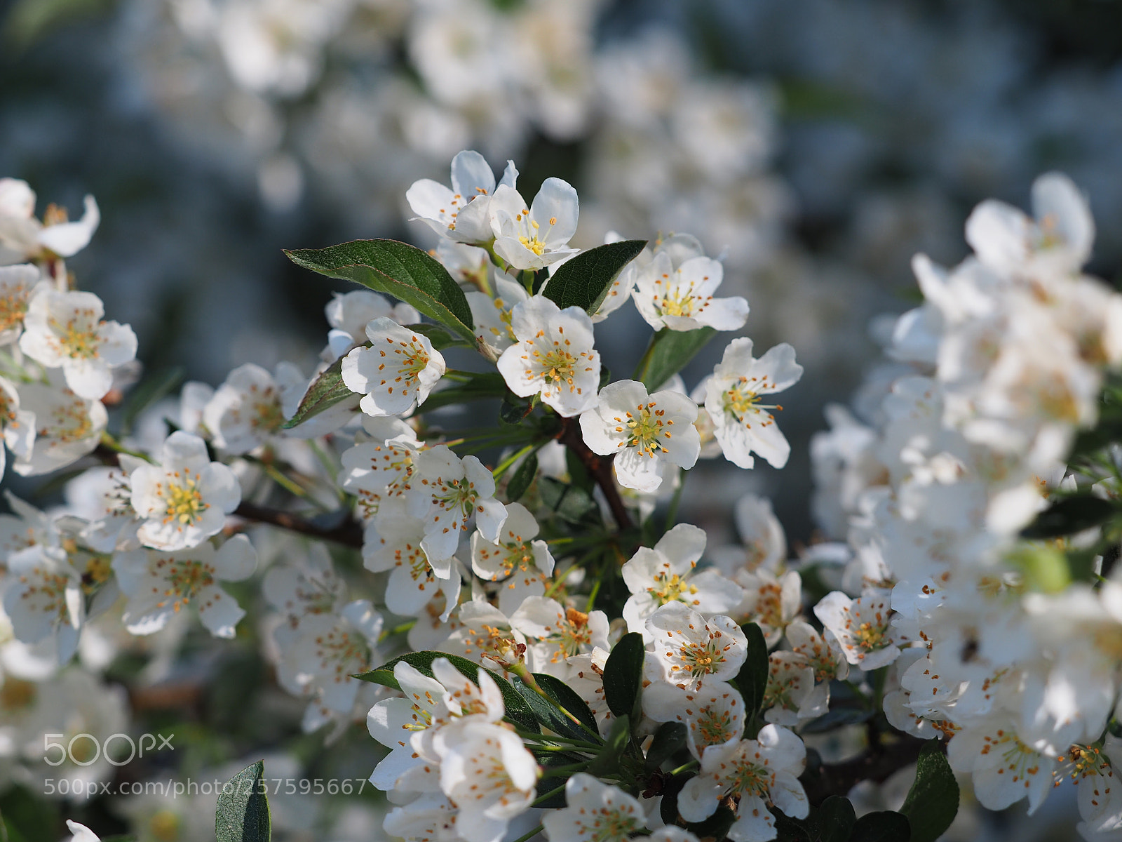 Olympus OM-D E-M5 II sample photo. Birnenblüten photography