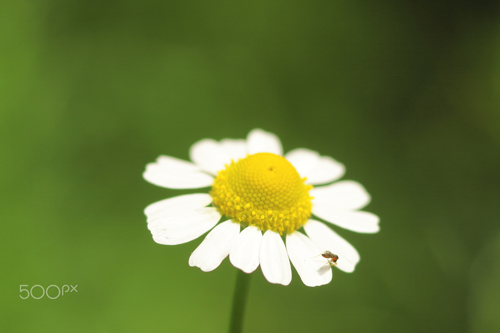 Canon EOS 7D + Canon EF 50mm F1.8 II sample photo. Chamomile photography
