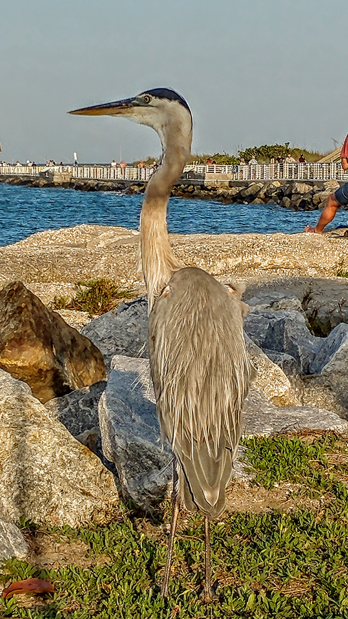 LG V20 sample photo