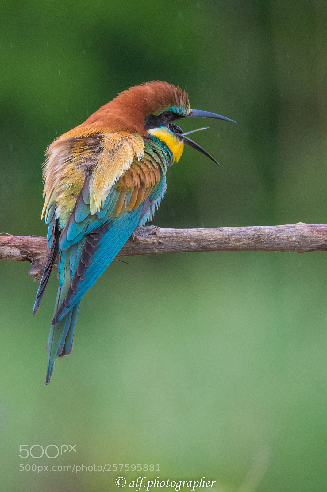Nikon D500 sample photo. Bee-eater photography