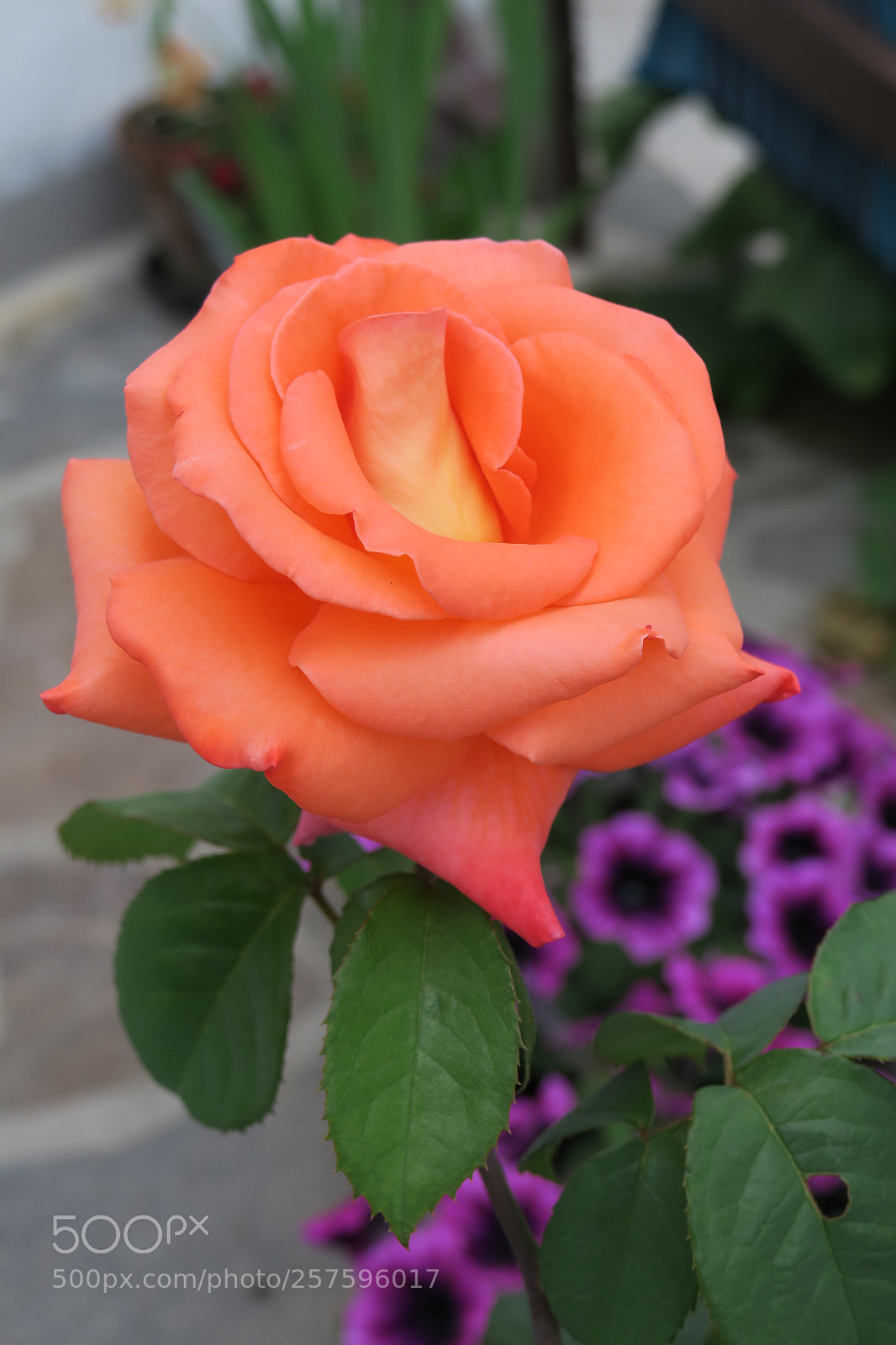 Canon PowerShot G3 X sample photo. Fresh rose 5324 photography