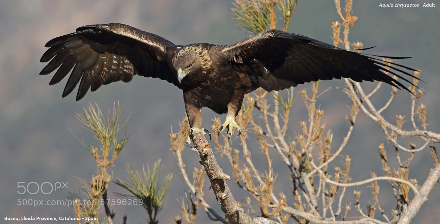 Canon EOS 7D Mark II sample photo. Adult golden eagle has photography