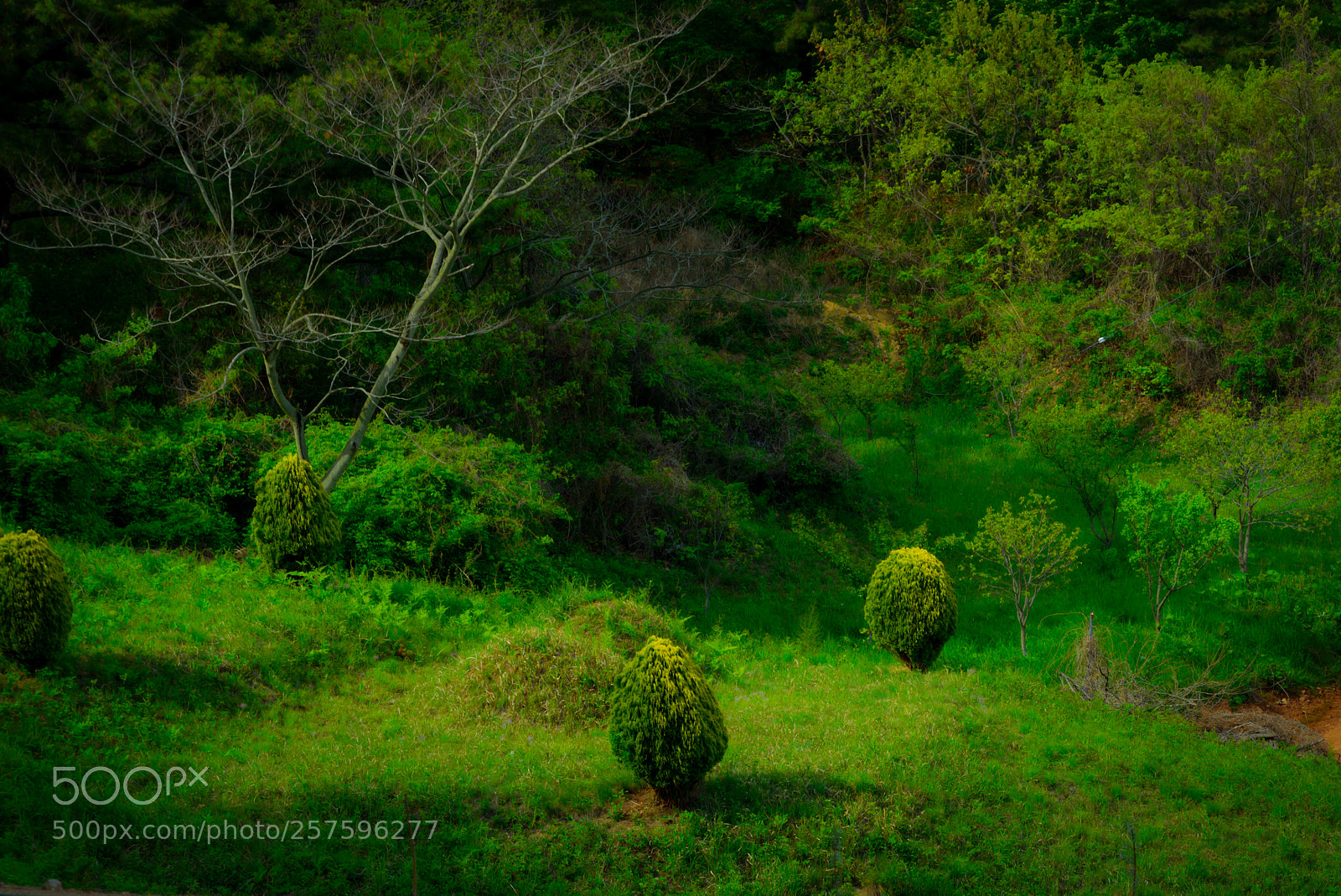 Nikon D750 sample photo. Tree photography