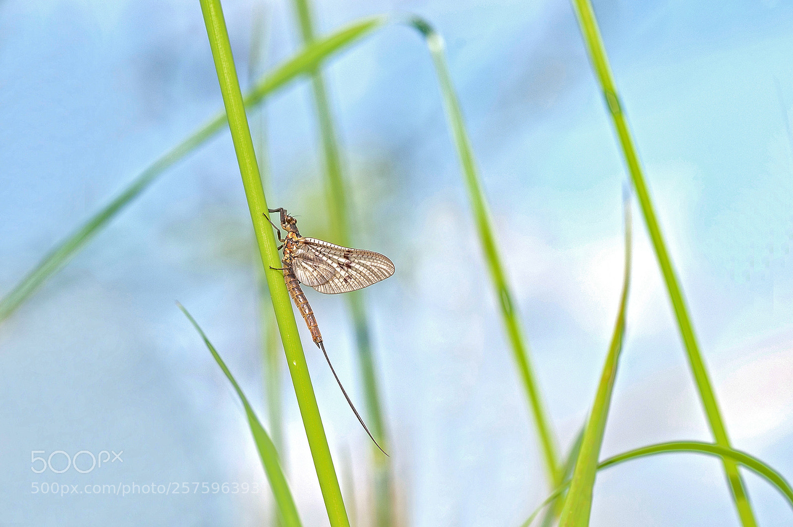 Nikon D700 sample photo. Eintagsfliege photography