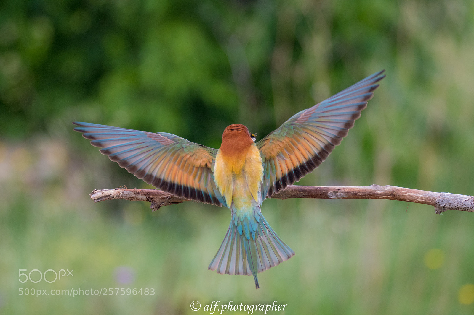 Nikon D500 sample photo. Bee-eater photography