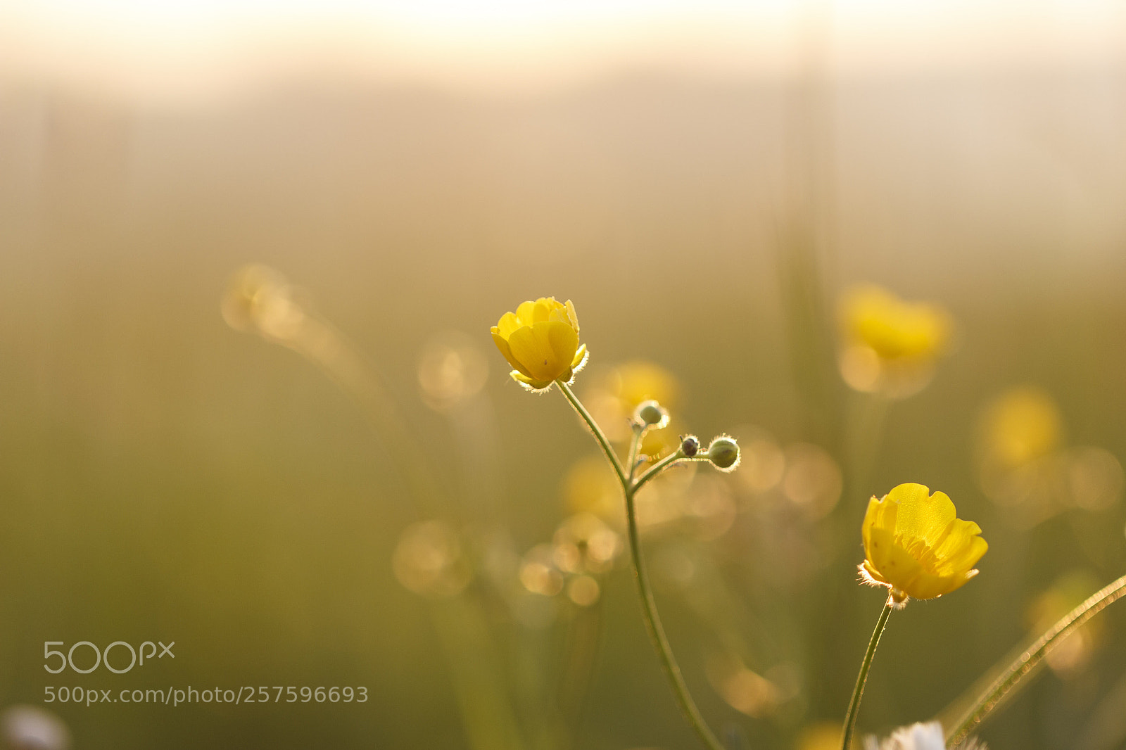 Canon EOS 550D (EOS Rebel T2i / EOS Kiss X4) sample photo. Buttercups photography