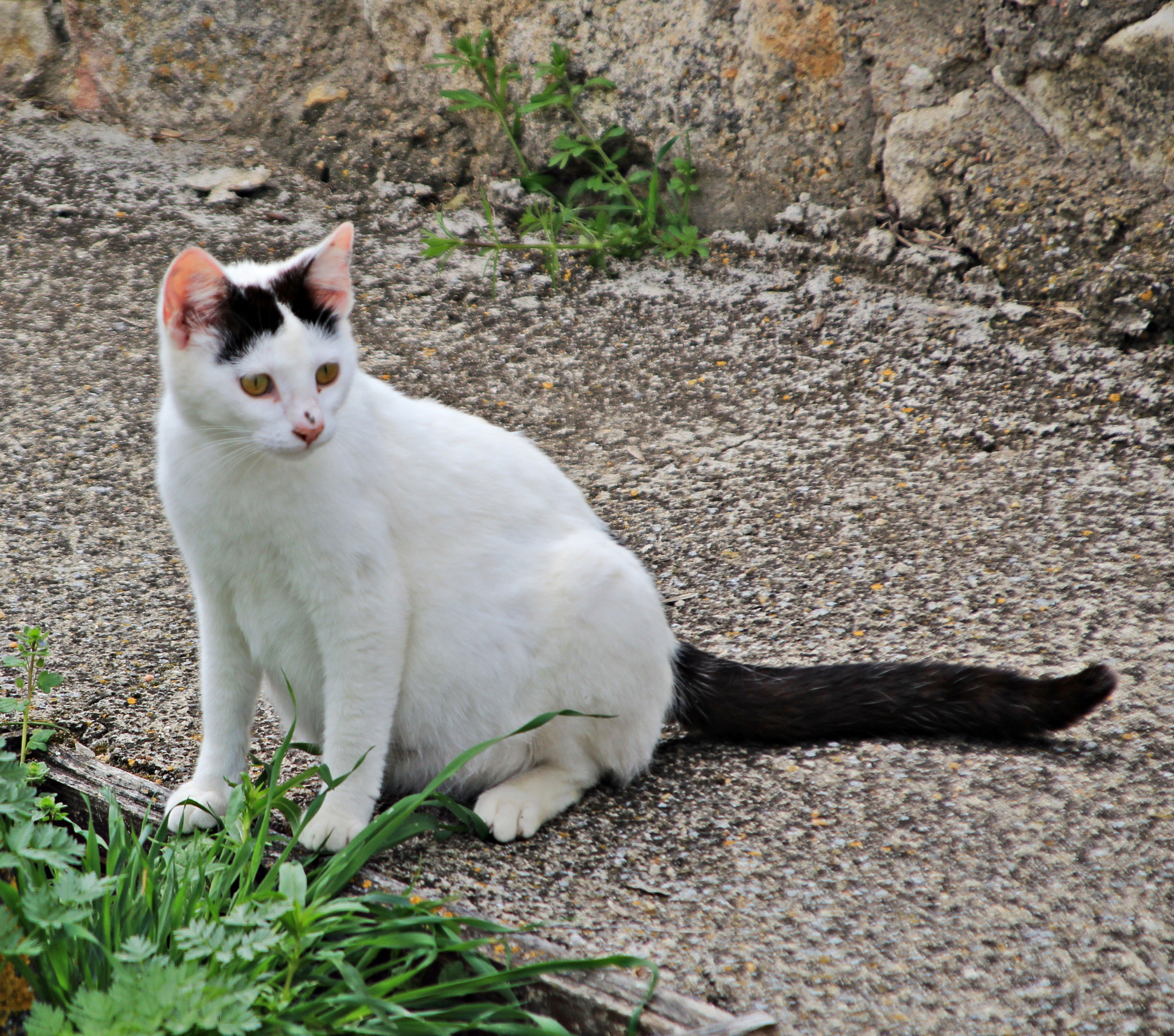 Canon TS-E 90mm F2.8 Tilt-Shift sample photo. Gato blanco photography