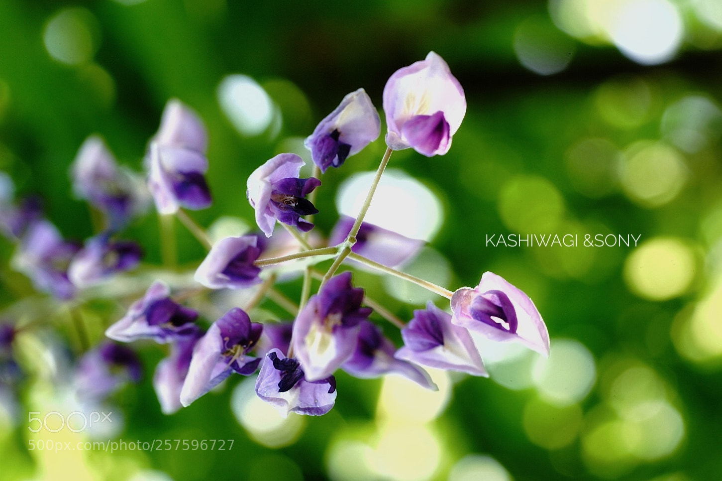 Sony a7 II sample photo. Wisterie floribunda... to the photography