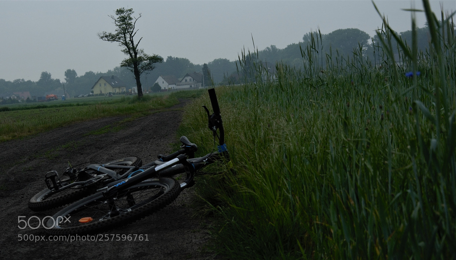 Nikon D5200 sample photo. Morning fog photography
