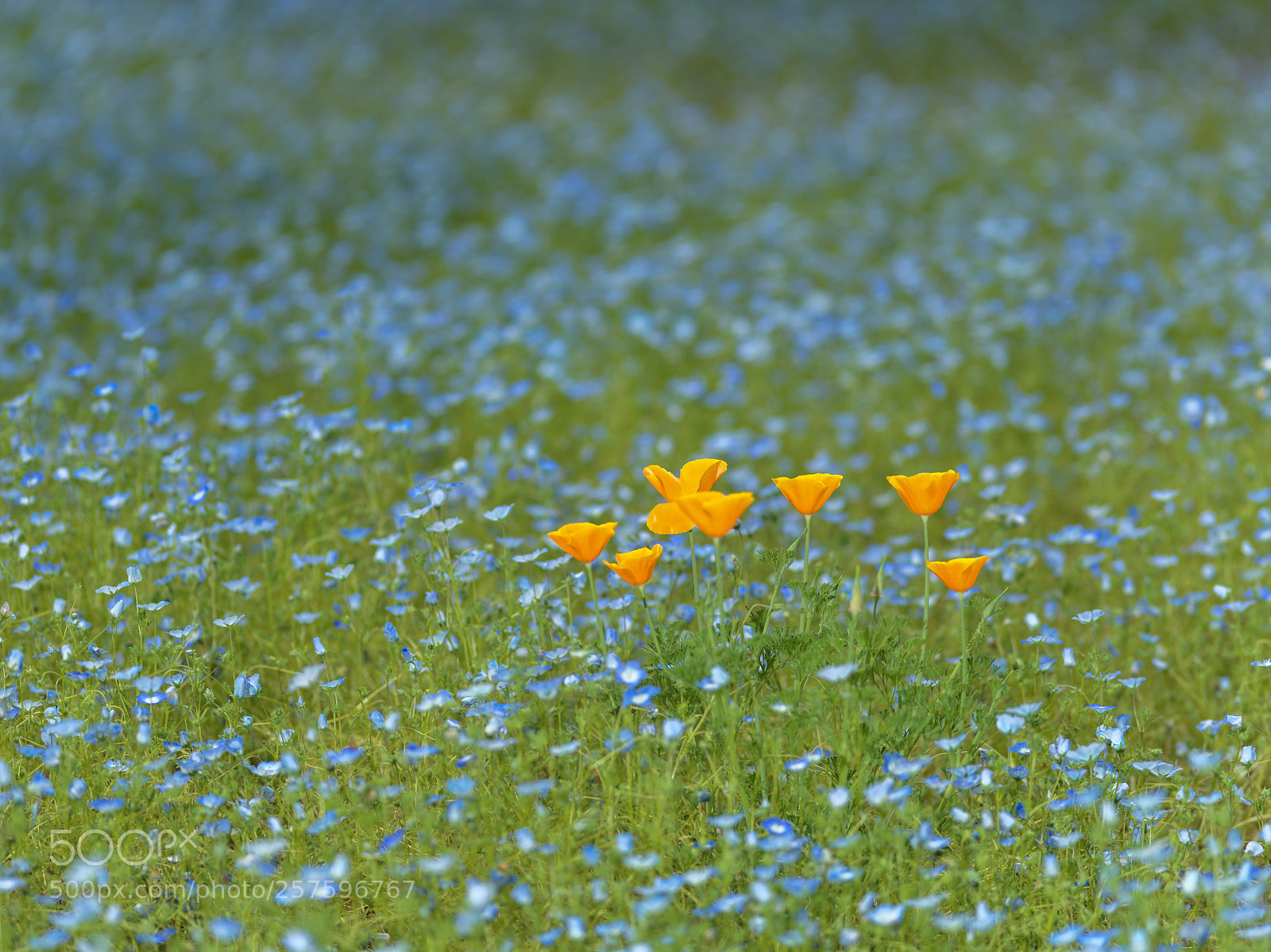 Hasselblad X1D-50c sample photo. Yellow in blue photography