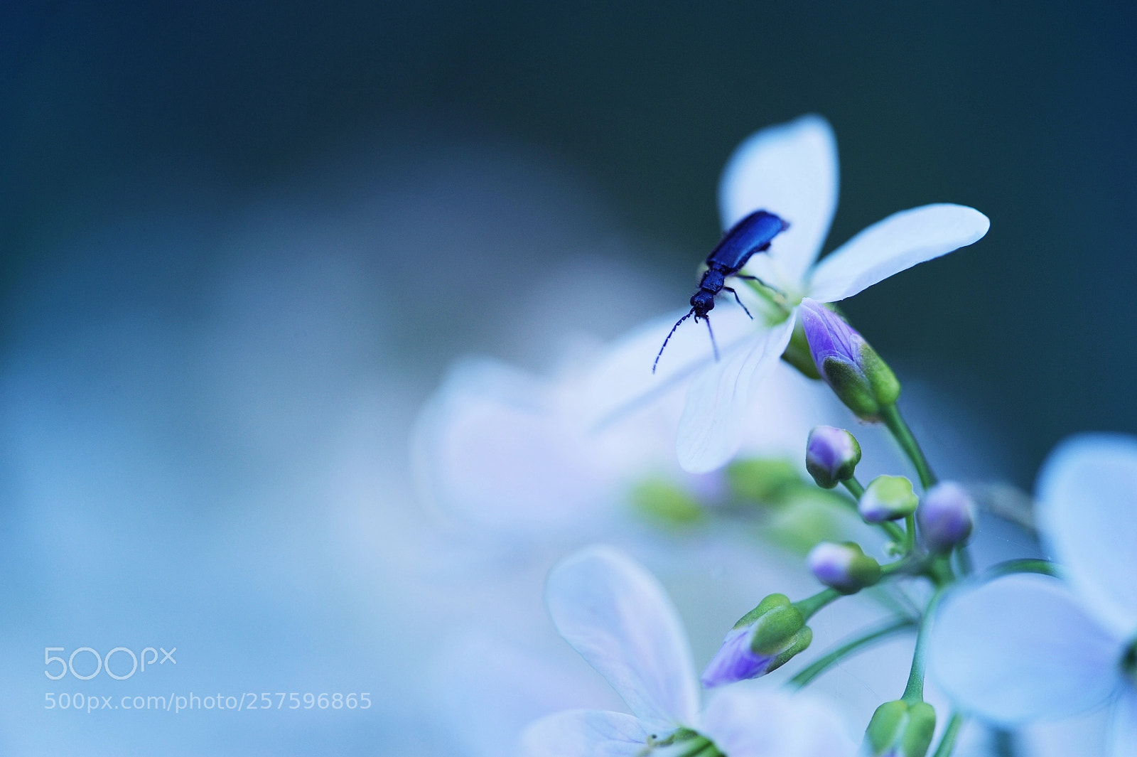 Nikon D700 sample photo. Blue hour photography