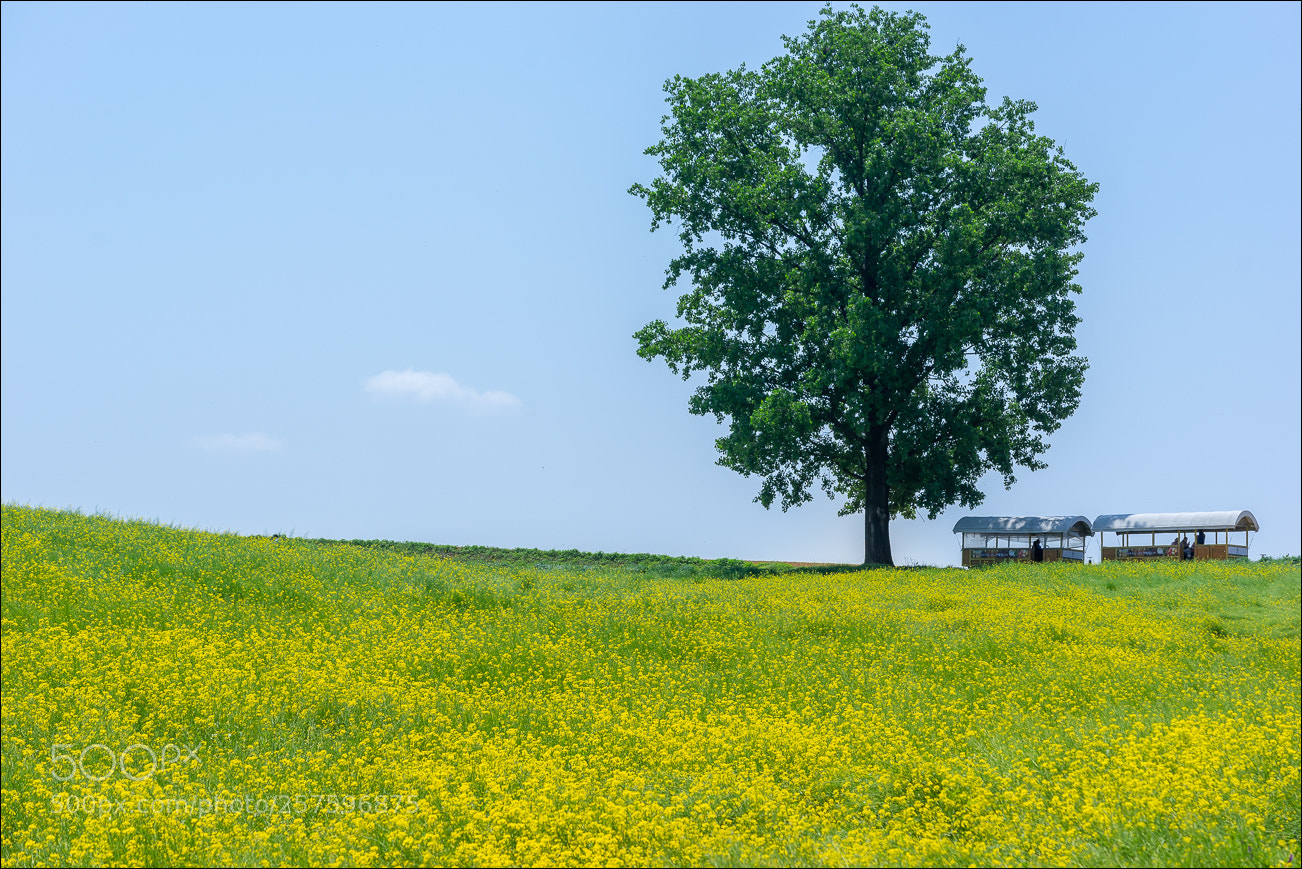 Sony a7 sample photo. Farm photography