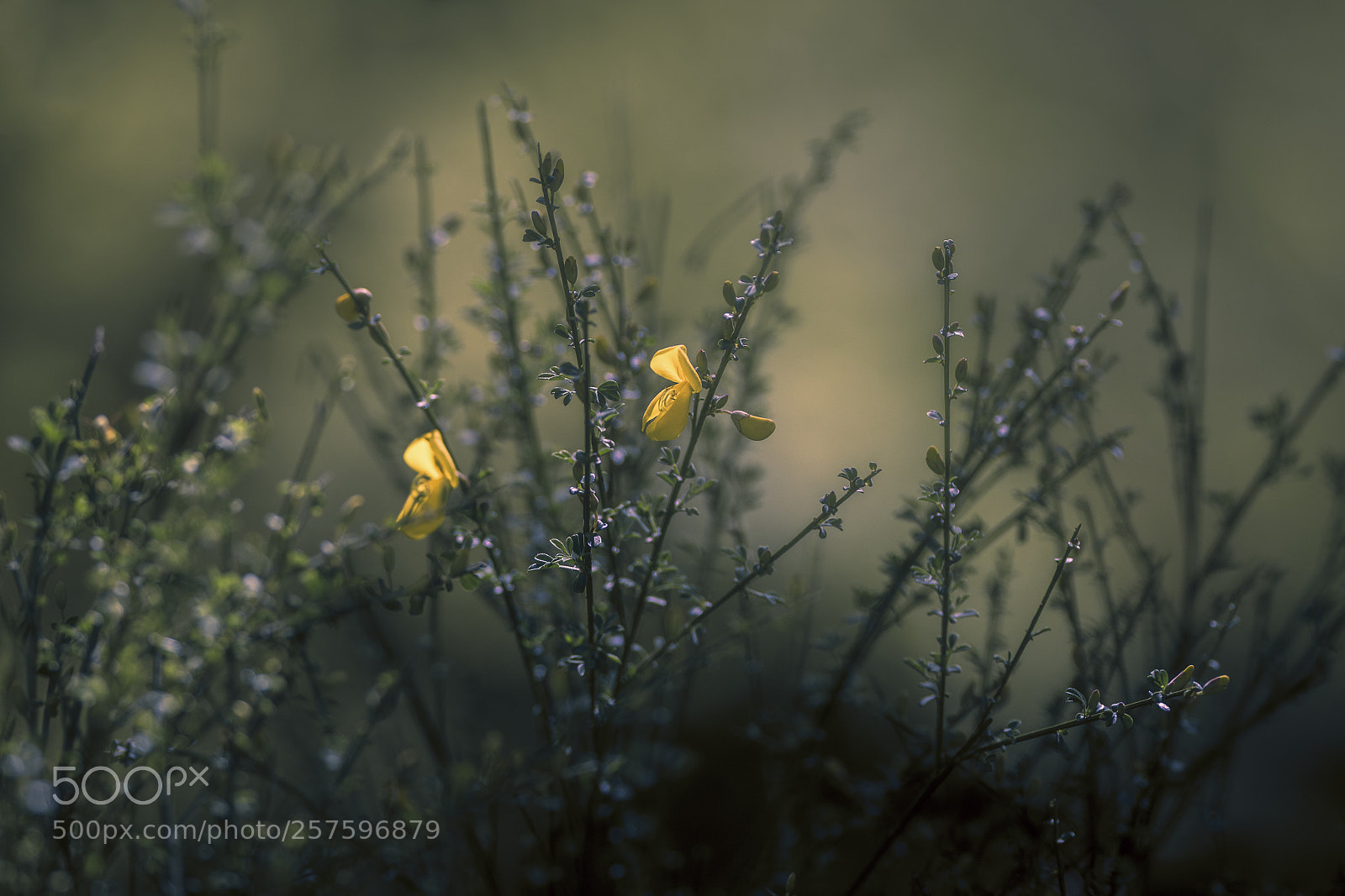 Nikon D7200 sample photo. Broom photography