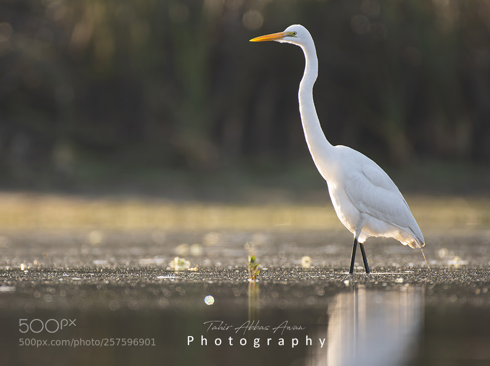 Nikon D500 sample photo. The great white egret photography
