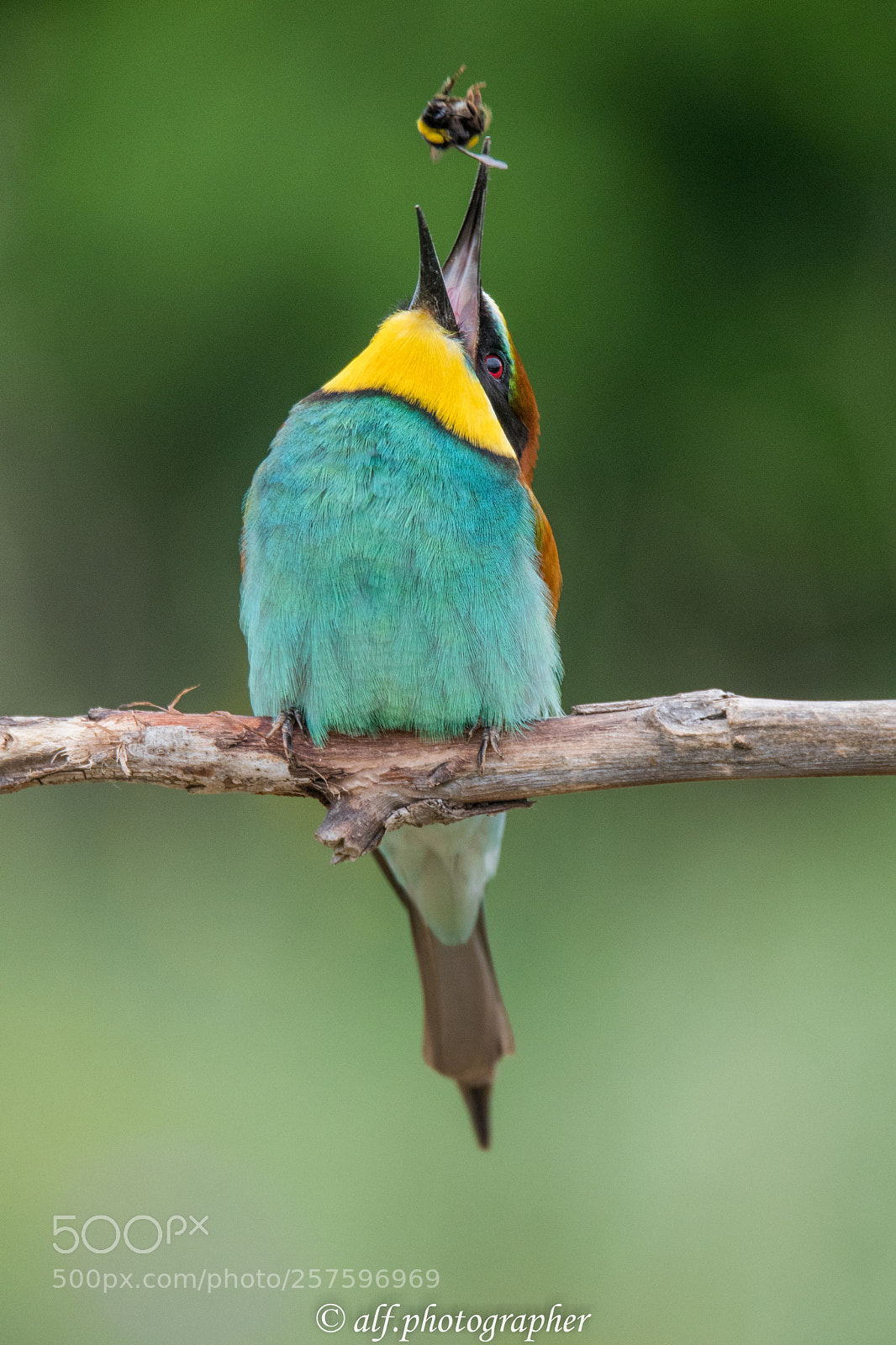 Nikon D500 sample photo. Bee-eater photography