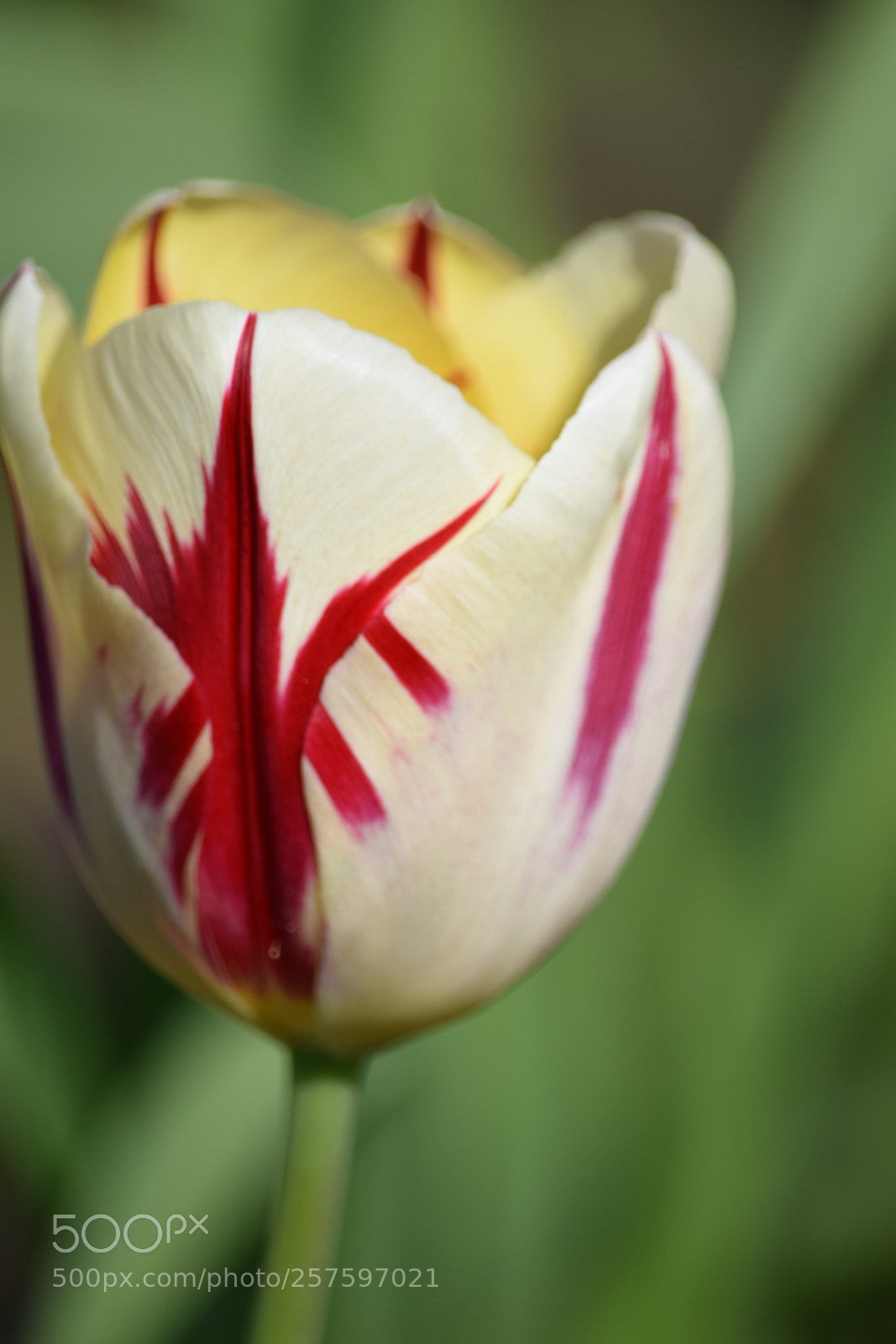 Nikon D5300 sample photo. Untitled photography