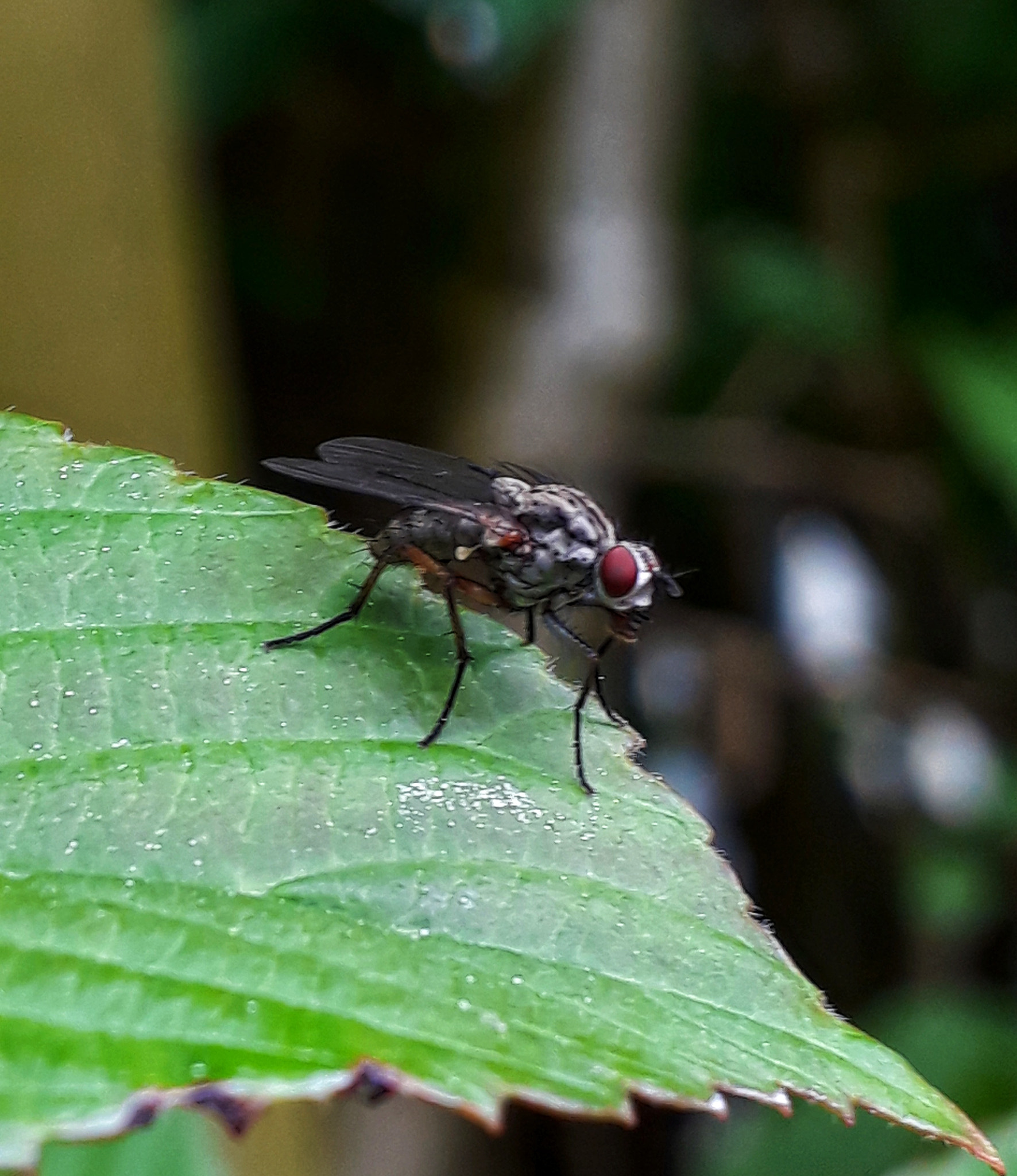 Samsung Galaxy A3(2017) sample photo. Fly on the... leaf photography