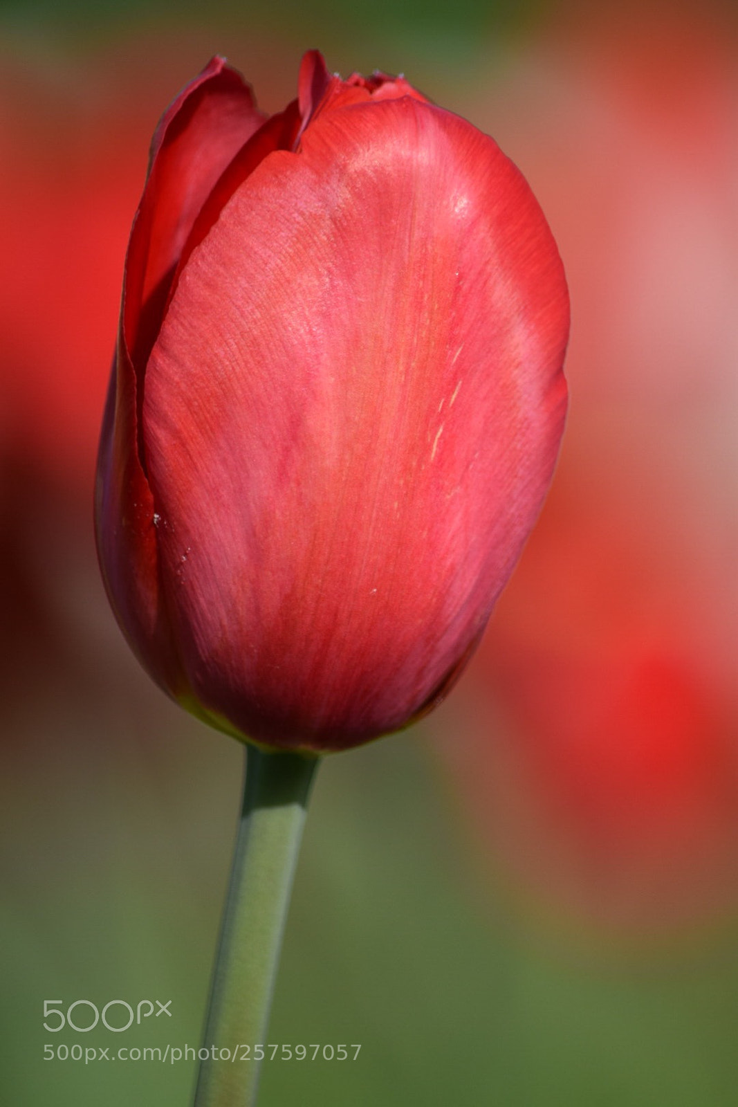 Nikon D5300 sample photo. Untitled photography