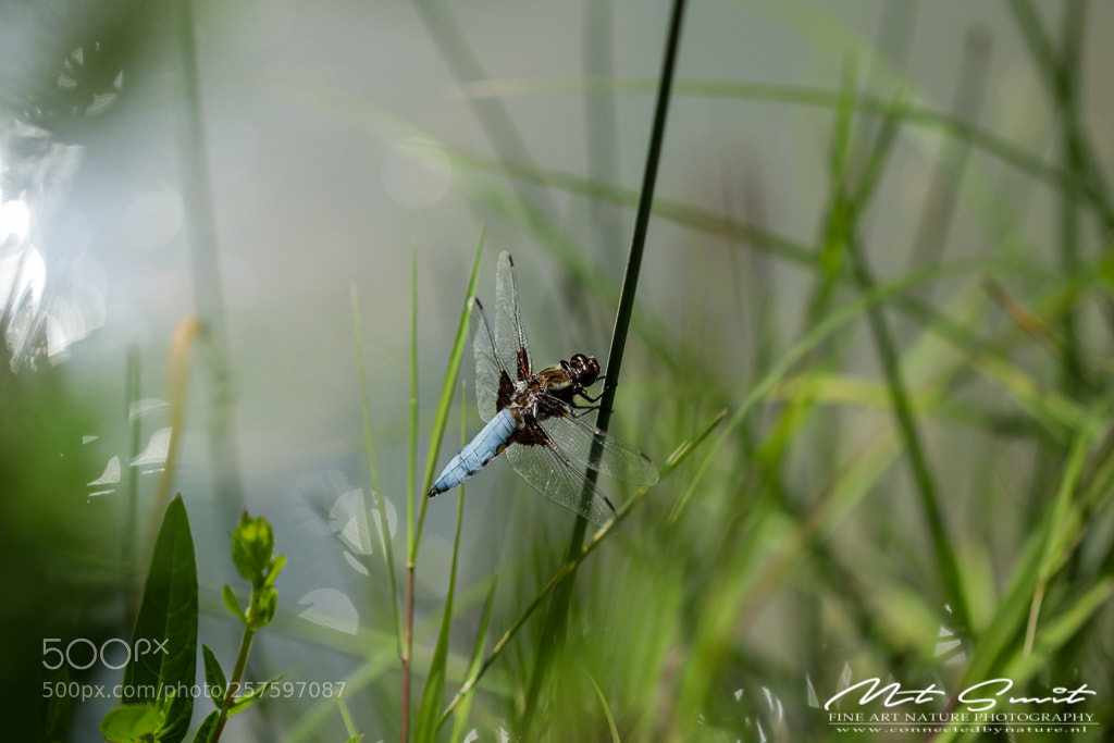 Canon EOS 80D sample photo. Flat belly dragonfly photography