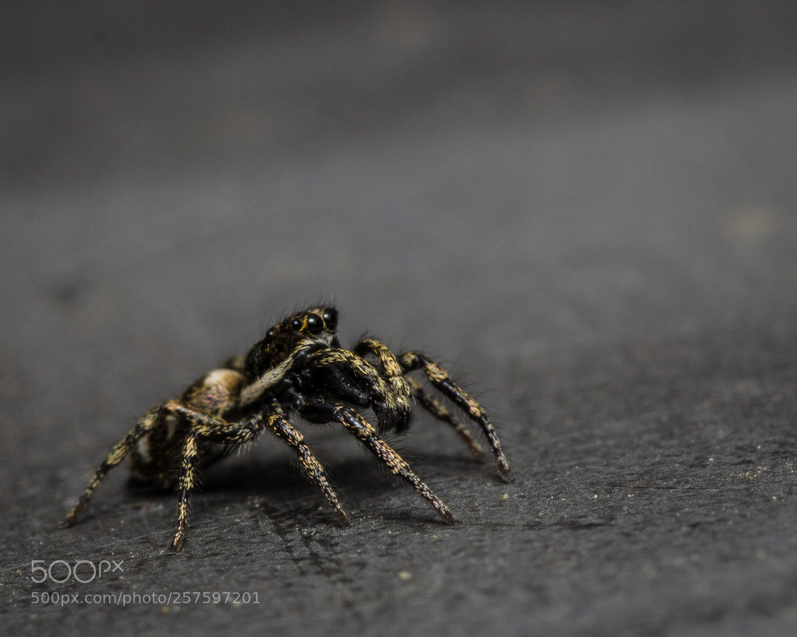 Canon EOS 60D sample photo. Jumping spider photography