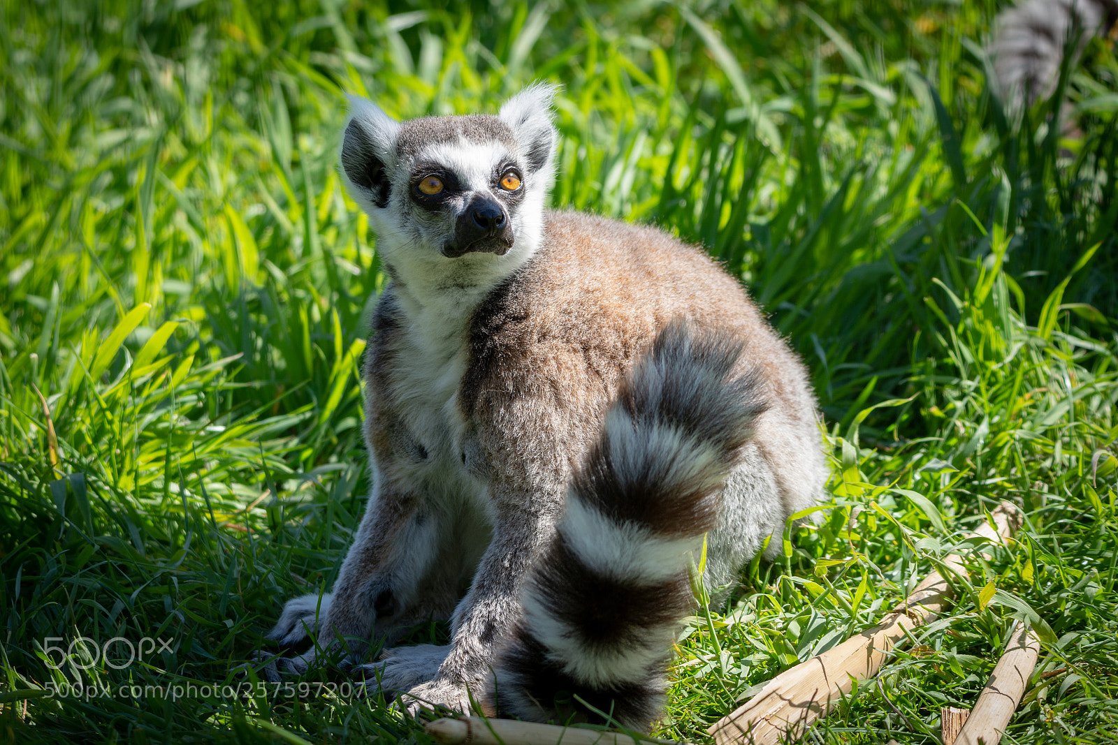 Nikon D7200 sample photo. Ring tailed lemur lemur photography