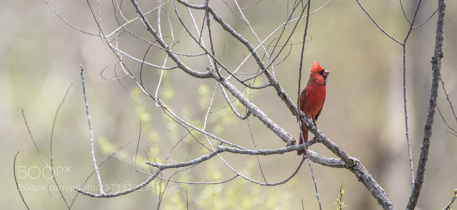 Nikon D810 sample photo. Male cardinal photography