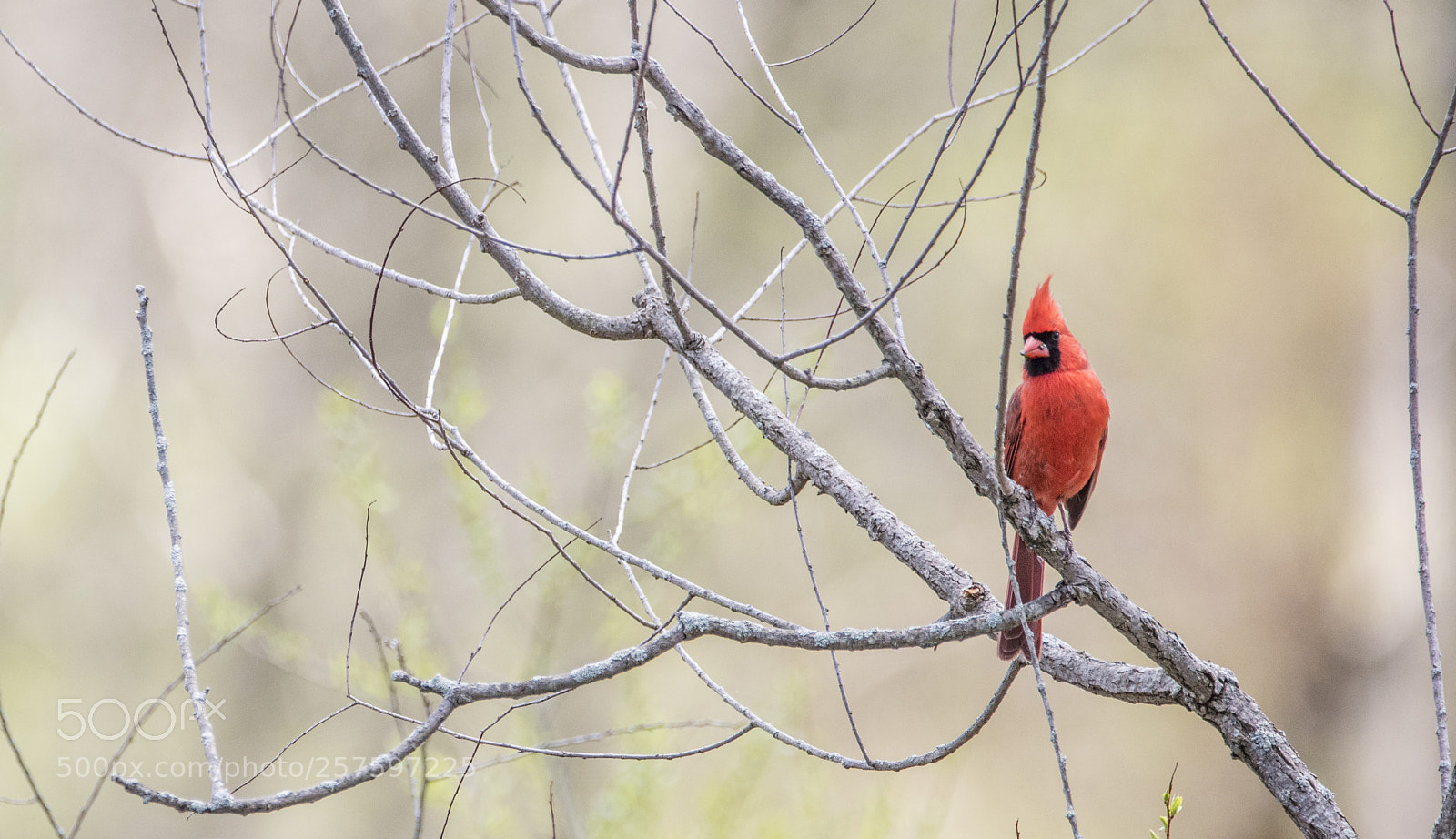 Nikon D810 sample photo. Male cardinal photography