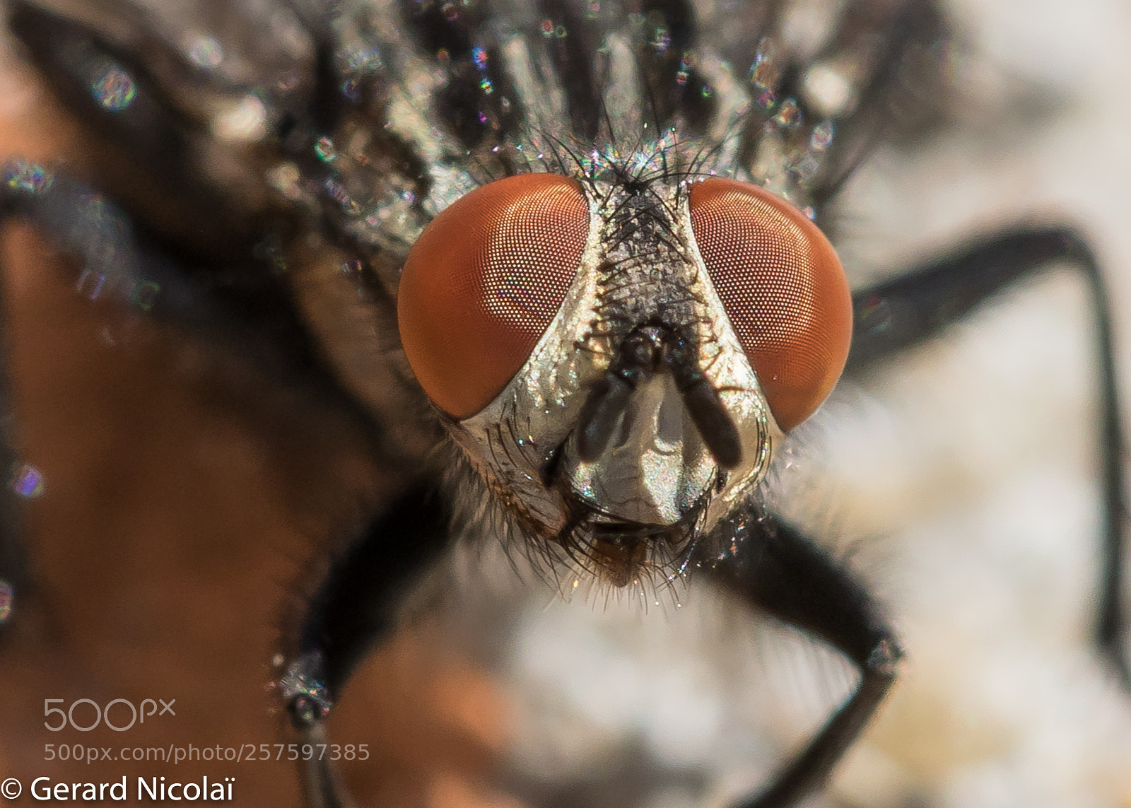Canon EOS 7D Mark II sample photo. Fly photography