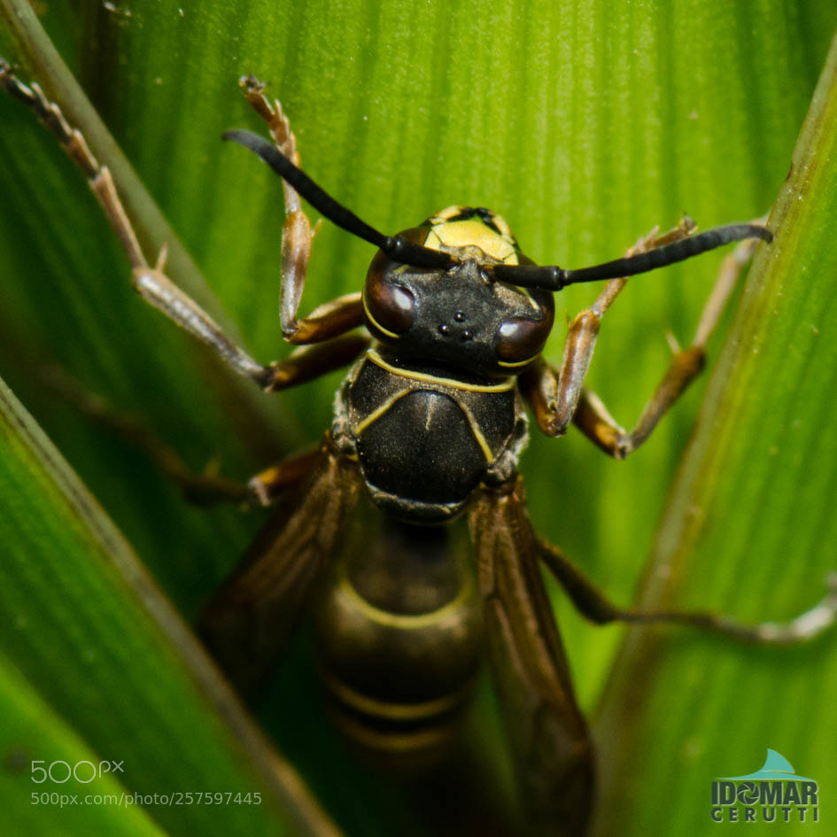 Nikon D7000 sample photo. Wasp photography