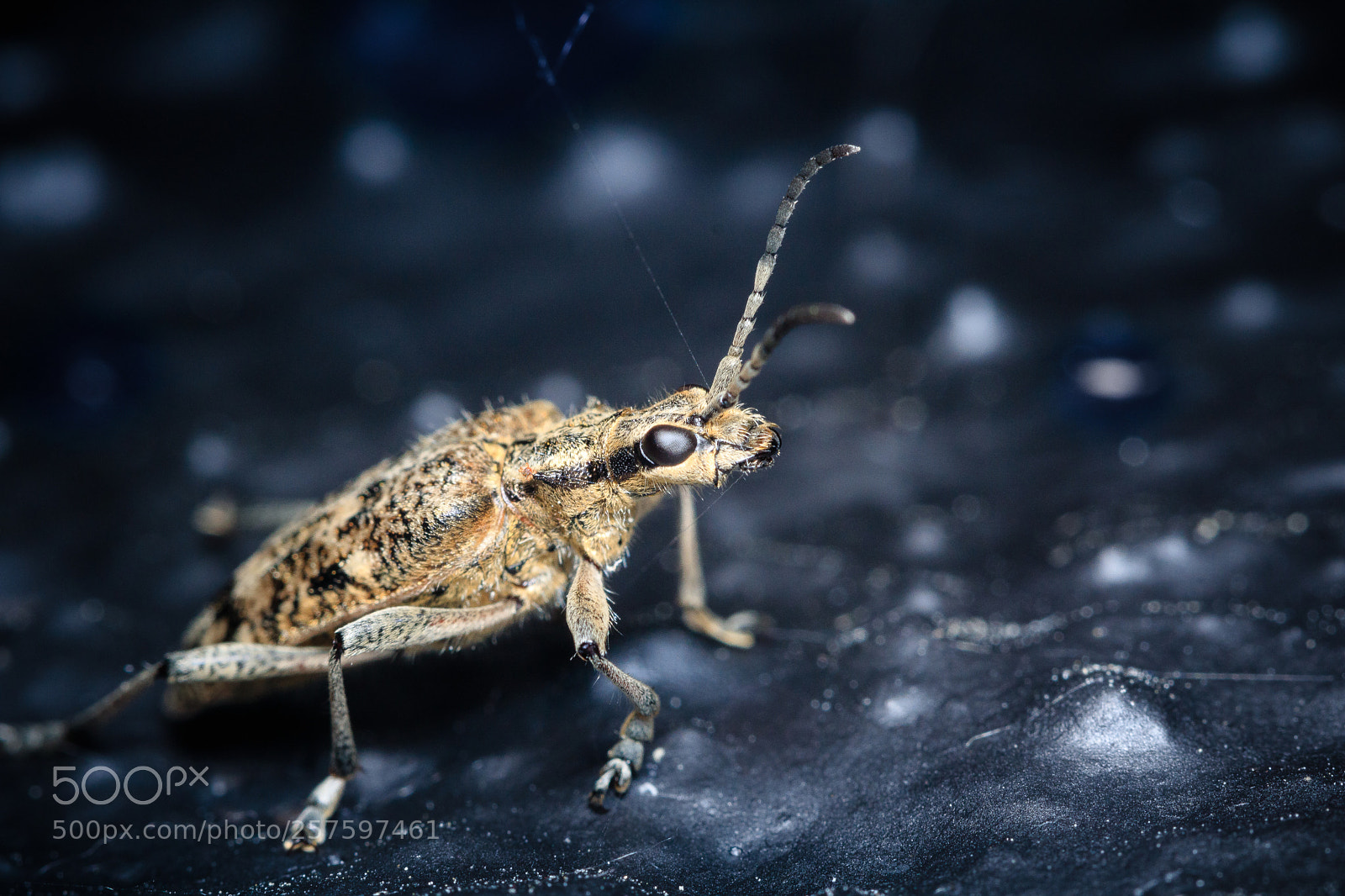 Canon EOS 760D (EOS Rebel T6s / EOS 8000D) sample photo. Buggy! photography