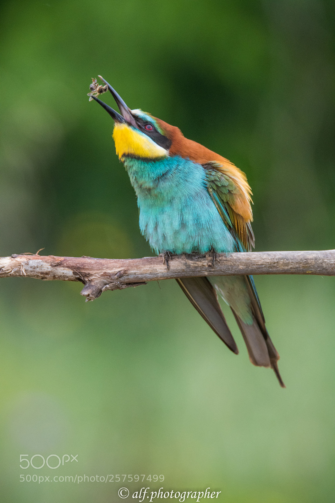 Nikon D500 sample photo. Bee-eater photography