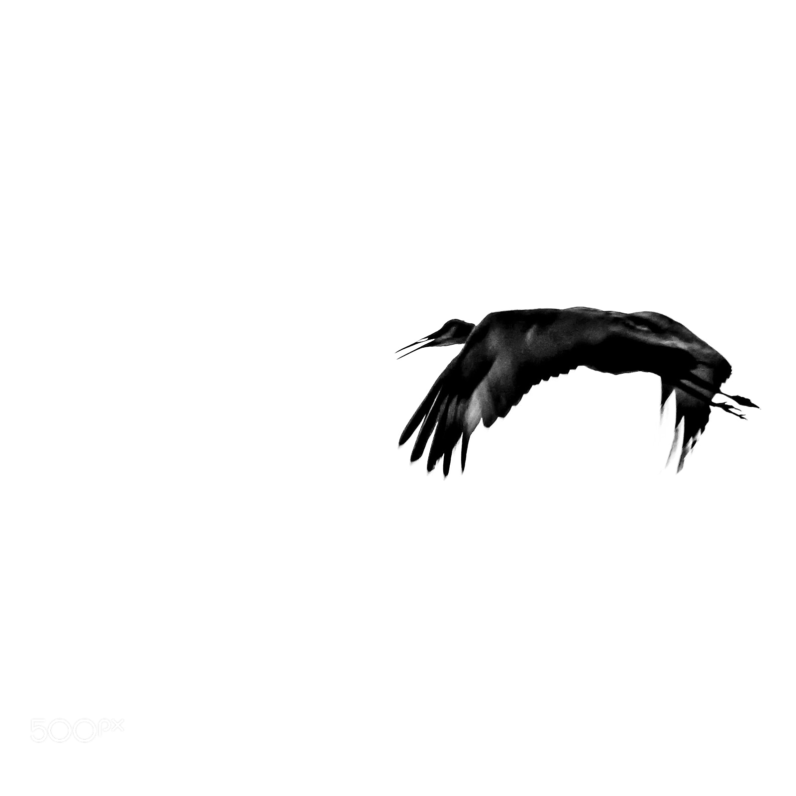 Canon EOS 30D sample photo. Lone flight photography