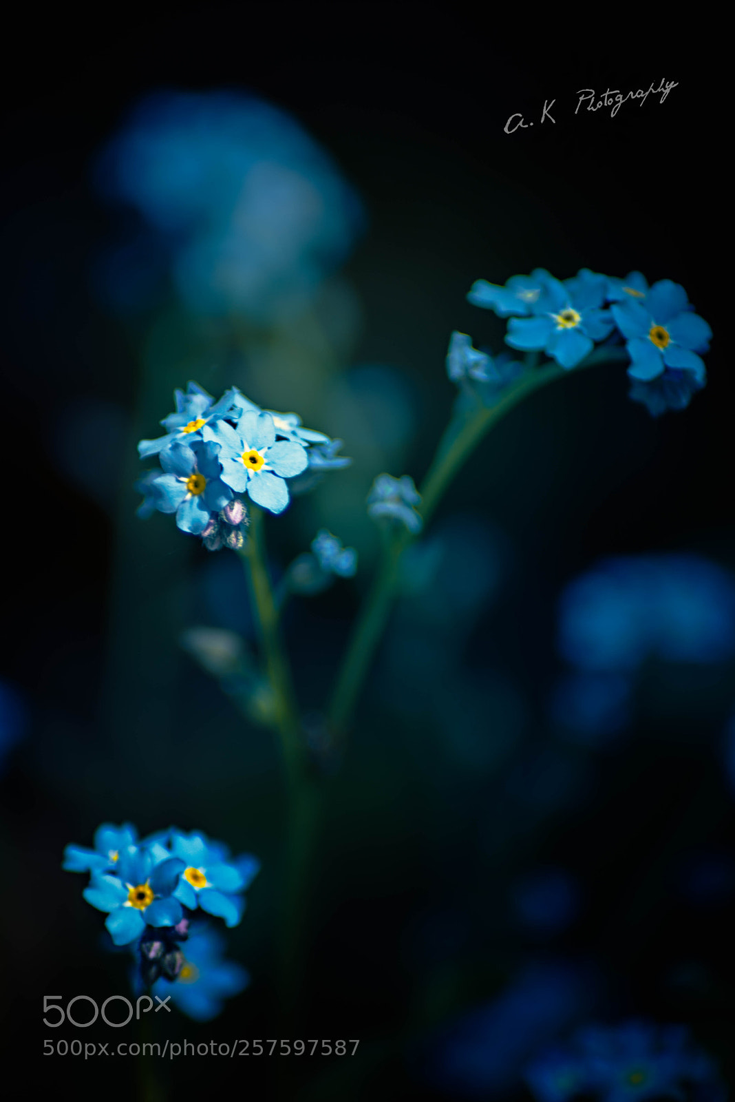 Nikon D750 sample photo. Blue photography